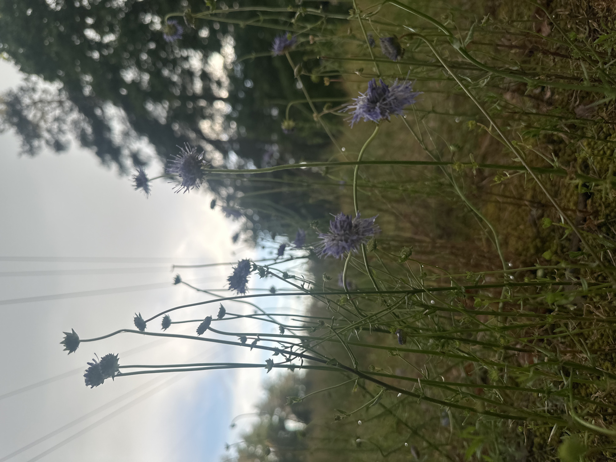 In a low-angle shot, delicate purple wildflowers with spiky petals stand tall against a bright, hazy sky. The flowers are silhouetted and partially obscured by a dense foreground of green stems and foliage. In the background, the soft blur of trees and the faint outlines of overhead wires suggest an outdoor, possibly park-like setting within a city. The overall impression is one of natural beauty juxtaposed with man-made structures.