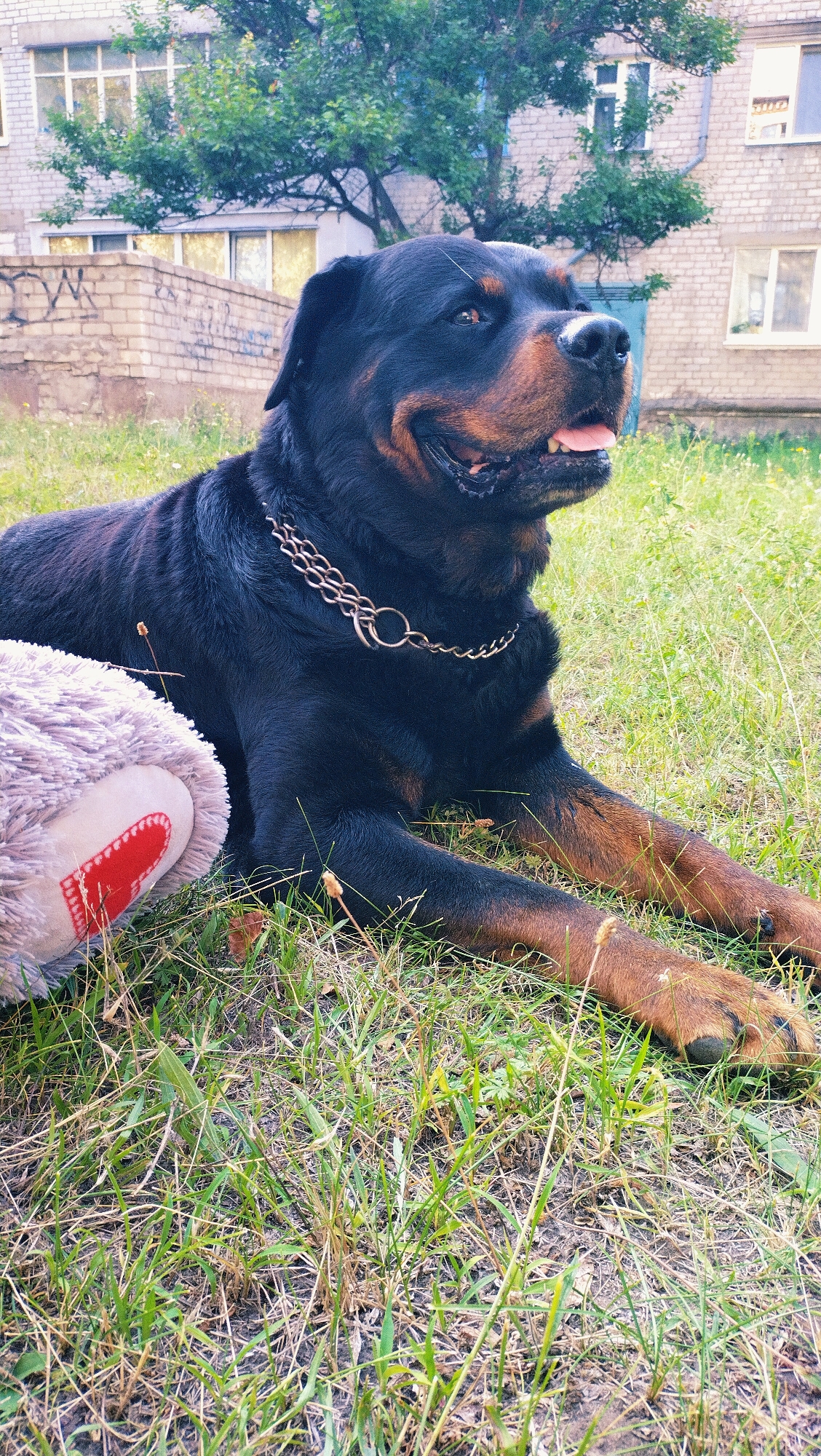 A Rottweiler lies on a patch of green grass in front of a brick building, with a stuffed animal beside it. The dog is black with brown markings on its face and legs, and it is wearing a chain collar. The building appears to be an apartment complex, with windows and balconies visible. The sky is cloudy, and there are trees in the background. The scene is likely located in Horishni Plavni, Ukraine, as indicated by the buildings and vegetation which are common in the region.