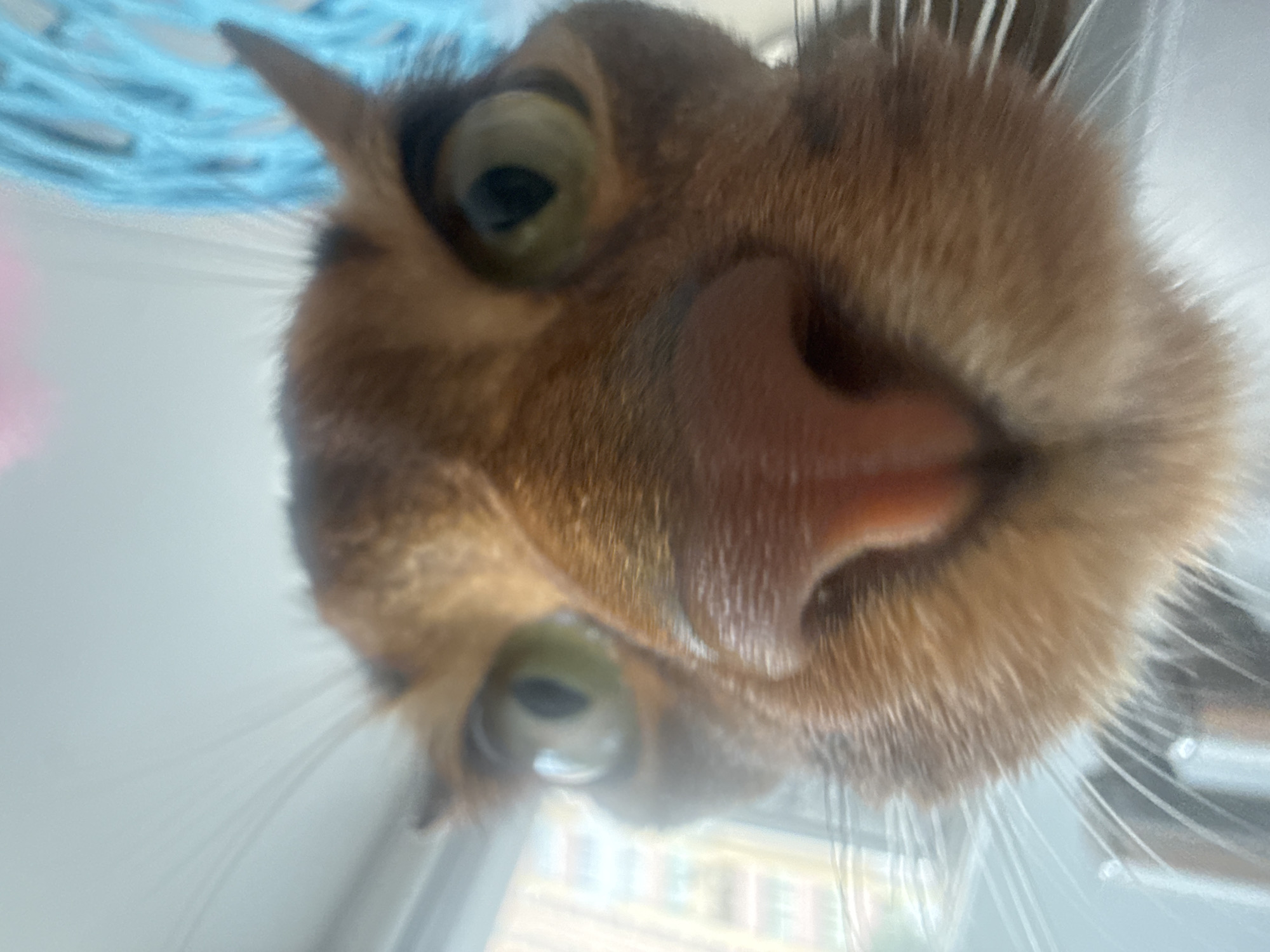 The image is a close-up, low-angle, wide-angle photograph of a domestic cat's face, taken from its perspective. The cat has auburn fur with darker markings. Its eyes are a light green color and appear large due to the wide-angle lens. The cat's nose is a prominent feature, being a pinkish-brown color. Long white whiskers are visible fanning out from the sides of its muzzle. In the background, out of focus, there appears to be a light blue woven object on the right and a blurry light-colored background that could be a window with some distant buildings visible through it, suggesting an indoor setting. The image does not contain any identifiable landmarks or features that would indicate its specific location within the city of Vinnytsia, Ukraine.