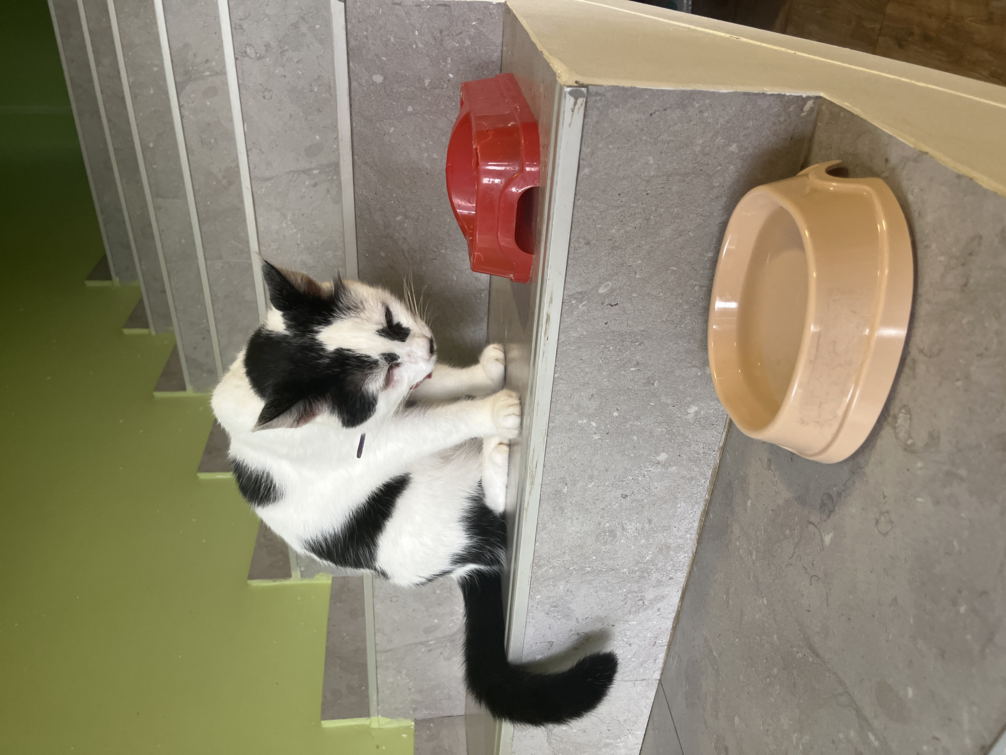 A black and white cat is sitting on a concrete staircase in Ureki, Georgia. The cat is facing to its right, looking down at a red plastic pet bowl on the step below. The cat has black markings on its head and body, and a black tail. The staircase has grey concrete steps with metal edging. To the left of the stairs is a light green wall. In the foreground, on a lower step, is a light orange pet bowl filled with water. The scene appears to be outdoors, possibly in a stairwell or entryway.