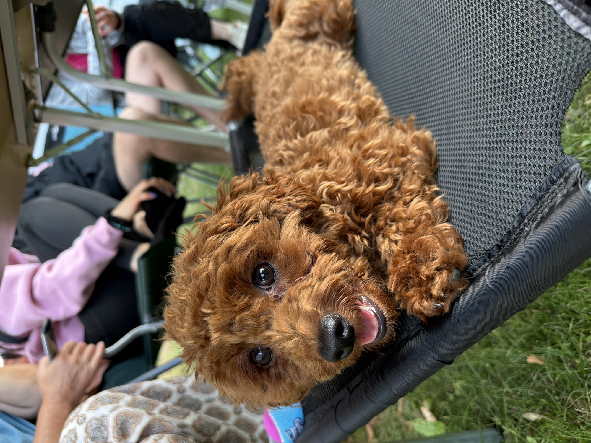 A medium-shot, eye-level, slightly high-angle, outdoor, close-up photograph shows a tan-colored poodle resting on a black mesh surface. The dog is facing the camera with its head turned to the left. Its mouth is open, revealing its tongue, and its eyes are dark and wide. The dog's fur is curly and tousled. In the background, out of focus, are several people sitting on chairs, some wearing casual clothing. The environment appears to be a park or an outdoor gathering with green grass visible. The image does not provide specific details about the location in Kazanlak, Bulgaria.