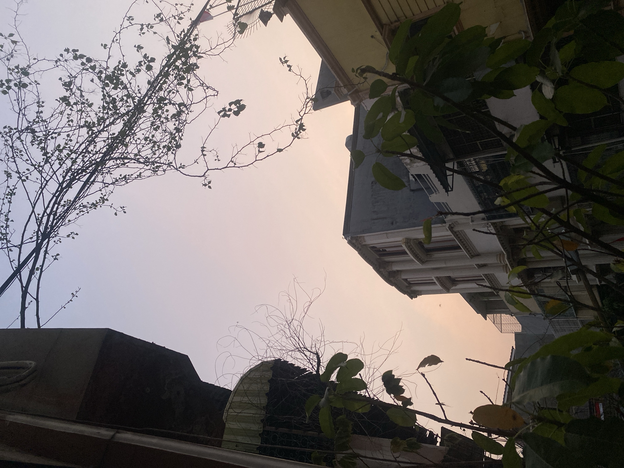 The image captures a view of buildings and foliage against a pale pink and blue sky, suggesting either dawn or dusk. In the foreground, branches of a tree with green leaves extend from the left and bottom of the frame, partially obscuring the view of the structures behind them. To the left, a dark, angular structure is visible, possibly part of a building, with some metal grating and a curved, weathered awning. In the center of the image, a multi-story building with a white facade featuring columns and multiple windows stands prominently. To the right, another building with a yellow facade is partially visible. The sky above is clear, with a subtle gradient of color. The overall scene depicts an urban environment in North Jakarta, Indonesia, characterized by residential or commercial buildings and urban vegetation. There are no people or overt actions depicted in the image.