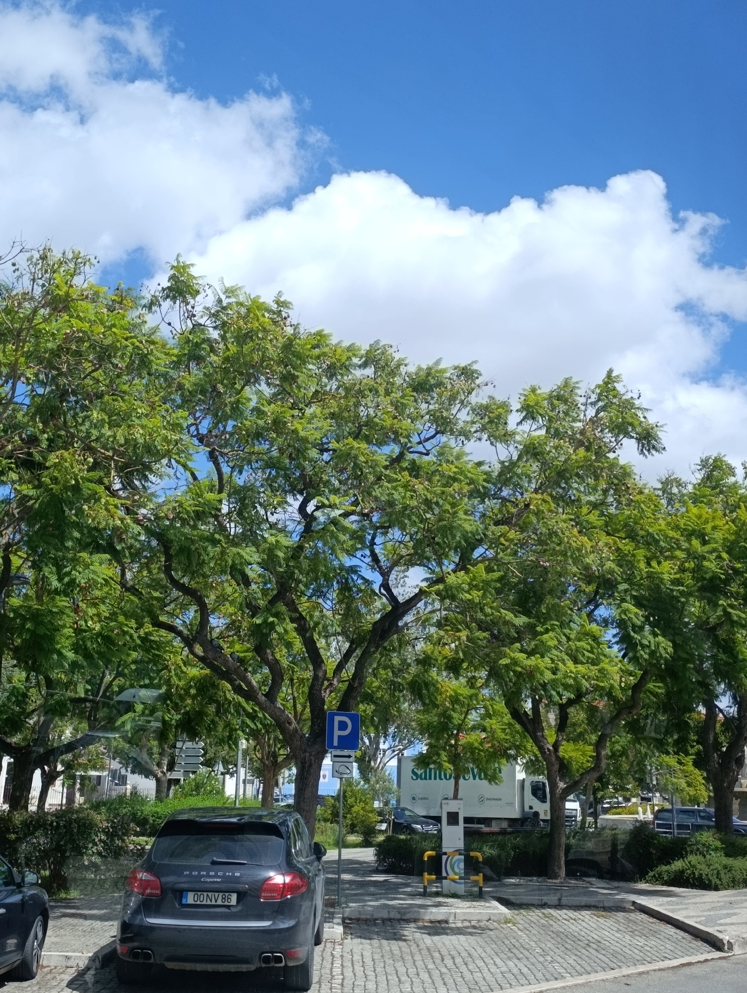 The image shows a street scene in Setúbal, Portugal, under a bright blue sky with scattered white clouds. In the foreground, a dark-colored Porsche Cayenne SUV is parked on a cobblestone surface. The rear of the vehicle displays the license plate "00 NV 86". To the left of the Porsche, another dark-colored car is partially visible. A blue parking sign with a white "P" is prominently displayed to the right of the SUV, along with a smaller sign indicating a parking restriction.
Behind the parked cars, a line of lush green trees with dense foliage forms a canopy. The trees have gnarled branches and some appear to have small, seed-like pods or fruit. In the background, a white truck with text that appears to read "Santov..." is visible, suggesting commercial activity. Other buildings and foliage are discernible further in the distance, contributing to the urban environment of Setúbal. The overall impression is a sunny day in a city with well-maintained trees lining a street with designated parking.
