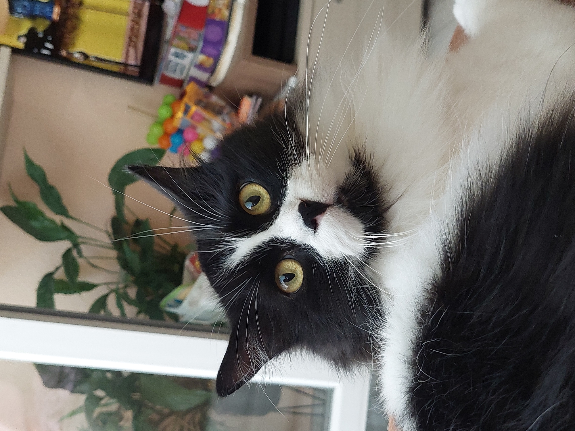 A black and white cat with yellow eyes is lying down indoors. The cat's head is tilted and its gaze is directed towards the camera. In the background, there are houseplants, shelves with colorful objects, and a window. The scene appears to be a domestic setting. There is no discernible information about the location being Plovdiv, Bulgaria.