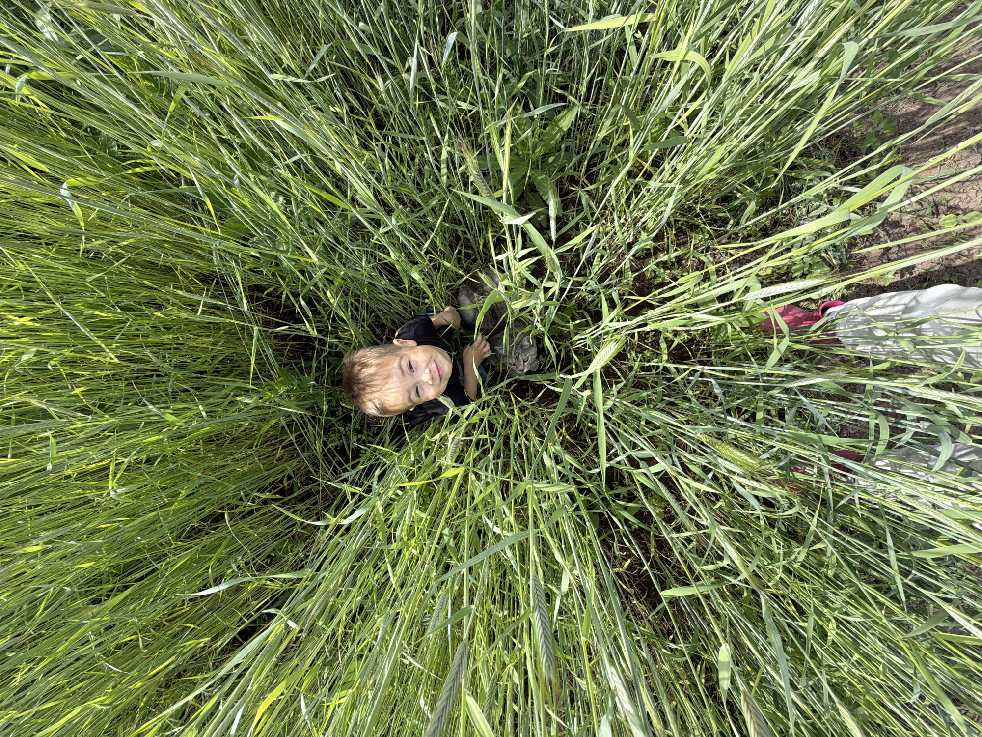 An overhead shot captures a young child and a cat nestled within a dense field of tall, green crops, likely wheat or similar grain. The child, a boy with light hair and wearing a black t-shirt, lies on his back, looking directly up at the camera with a joyful, smiling expression. His hands are visible near the cat. To his right, a grey tabby cat is also visible, looking upward, its fur blending somewhat with the surrounding vegetation.
The crops themselves dominate the frame, creating a vivid green expanse with numerous vertical stalks and leaves. The lighting is bright and natural, indicating a sunny day. In the upper right corner, hints of bare earth are visible between the crops. In the lower right of the image, a pair of legs and feet belonging to an adult can be seen. The person is wearing light-colored pants and bright red shoes, suggesting they are standing alongside or walking through the field. The perspective creates a sense of being enveloped by nature, with the child and cat at the heart of the lush greenery. No visible text is present in the image.