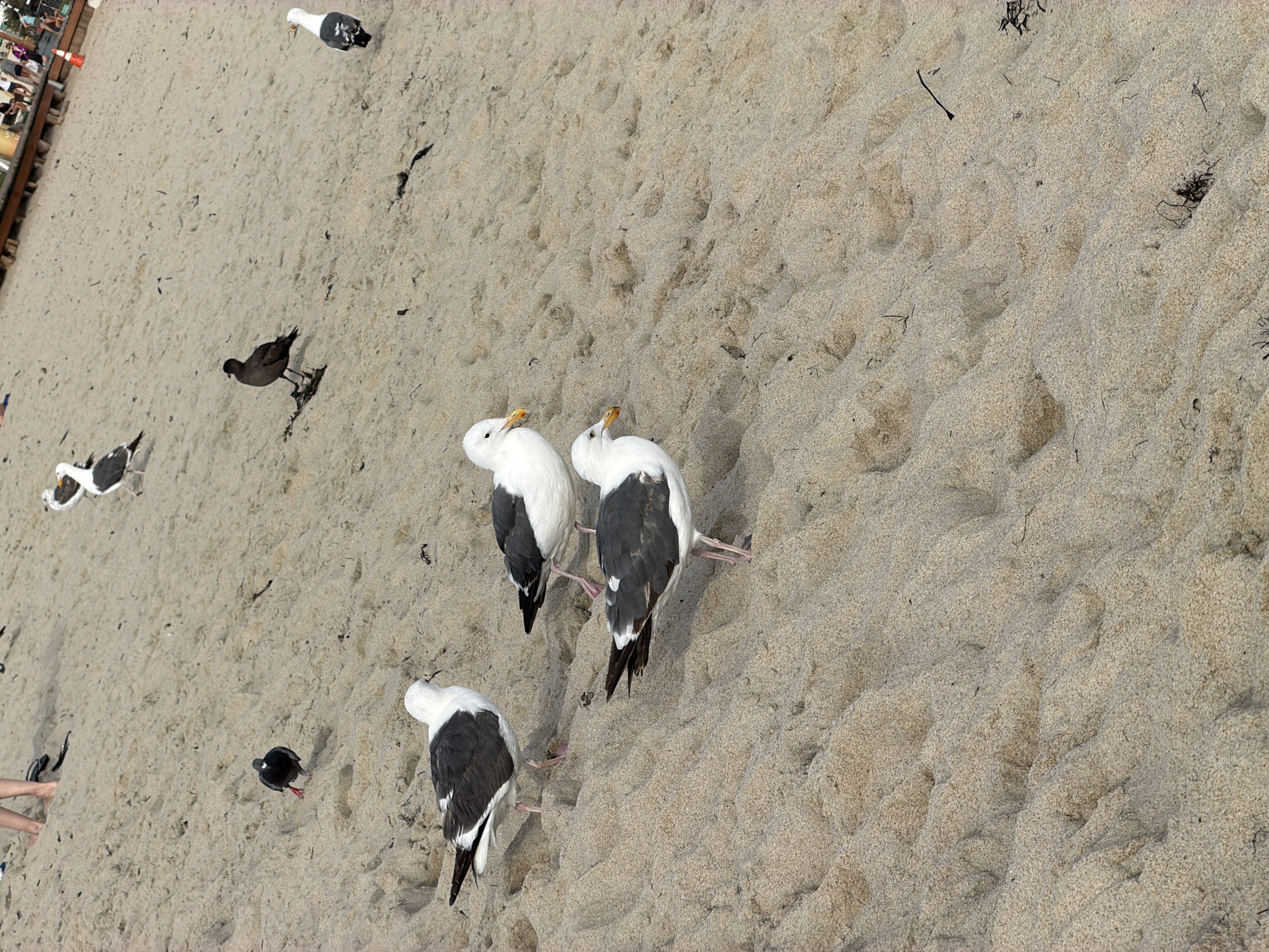 This is an aerial, wide-angle shot of a sandy beach in Laguna Beach, California, USA. The foreground is dominated by textured sand dunes. Several seagulls are scattered across the beach, some are walking, and one is in mid-stride. In the background, a few people are visible, their legs and feet appearing on the upper left. A wooden boardwalk or pier is visible in the upper right portion of the image with more people gathered there. An orange traffic cone is present near the boardwalk. The overall lighting suggests it's daytime.
