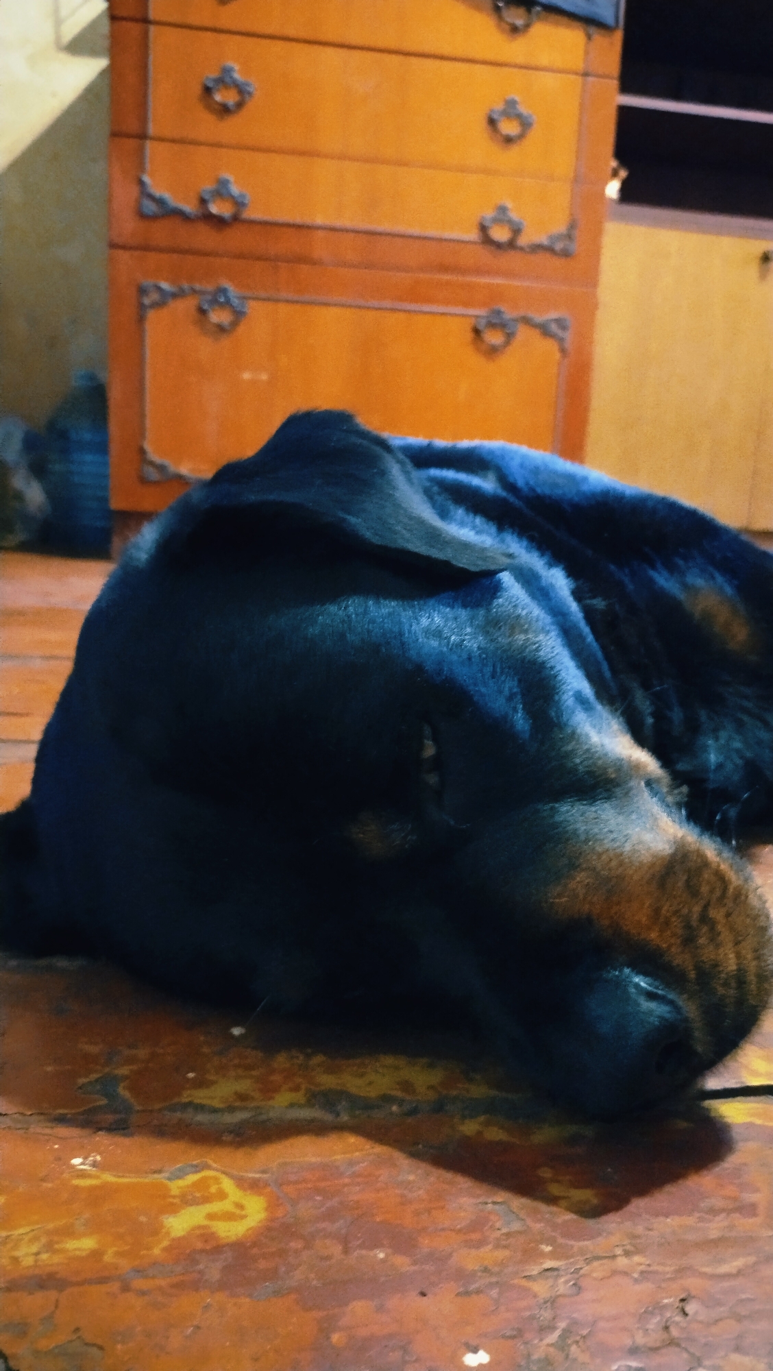A black dog with tan markings sleeps on a wooden floor in front of an orange wooden dresser. The dresser has decorative metal handles and trim on its drawers. The floor is worn and appears to be made of wood planks with areas of wear and discoloration. The lighting in the room is dim.