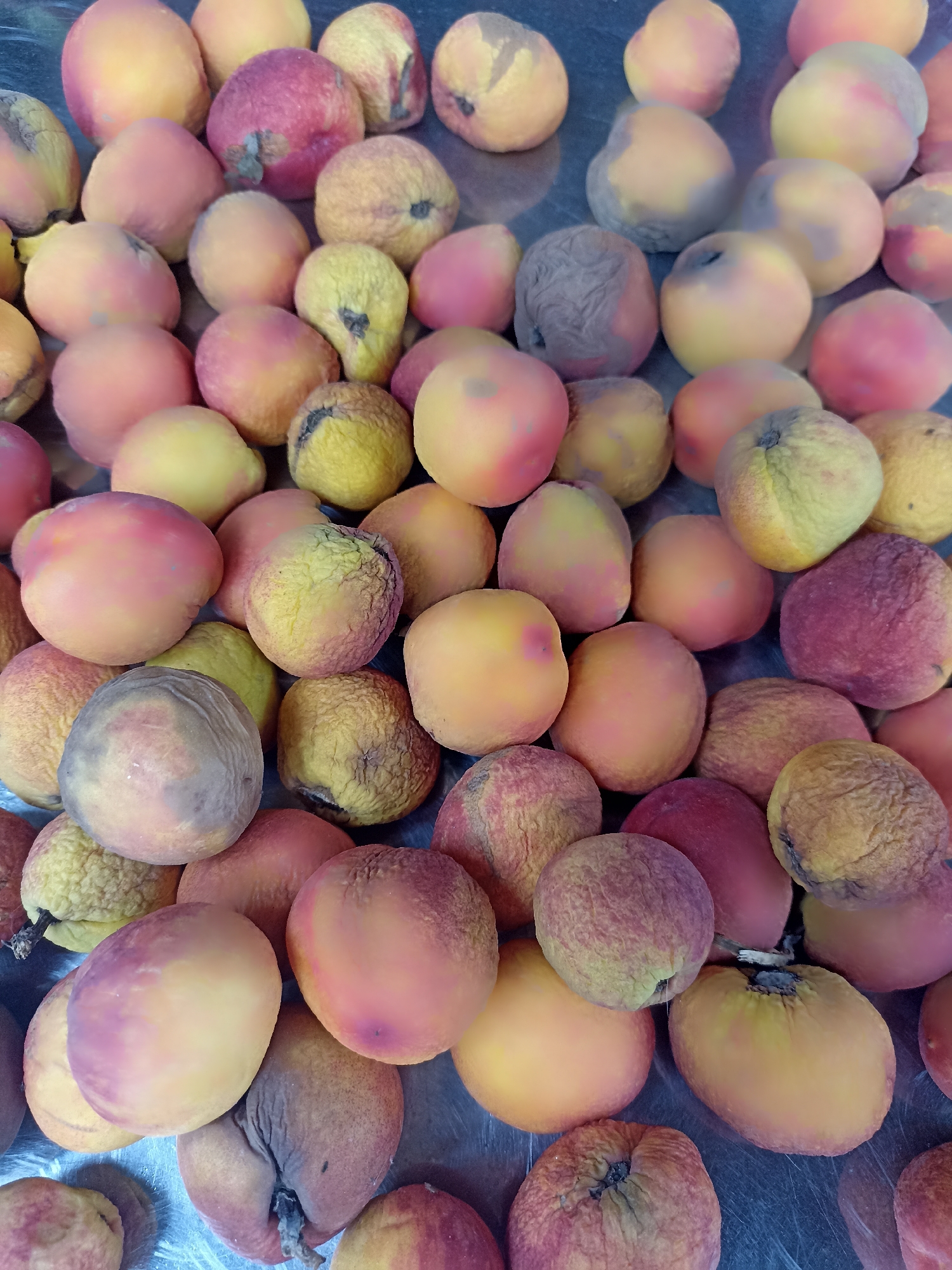 The image shows a pile of peaches on a metallic surface. The peaches are of varying colors and textures, ranging from smooth, vibrant yellow and red to wrinkled and discolored with hints of brown and gray. Some of the peaches appear overripe or spoiled. The location is presumed to be Yenişehir, Turkey, but this cannot be verified solely from the image content. There are no people visible in the image. There are no interactions visible in the image. The scene is a close-up of the fruit on a table.