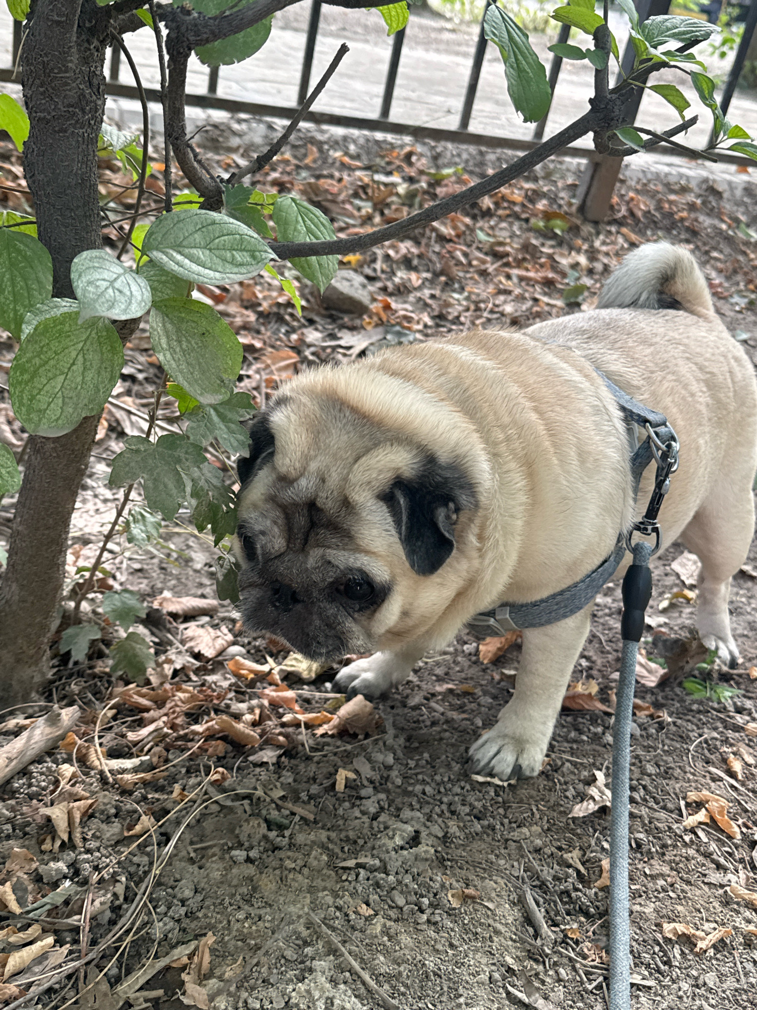 A fawn-colored pug dog wearing a grey harness is on a grey leash, sniffing the ground next to a small tree with green leaves. The ground is covered in dirt, small stones, and fallen brown leaves. A black metal fence is visible in the background.