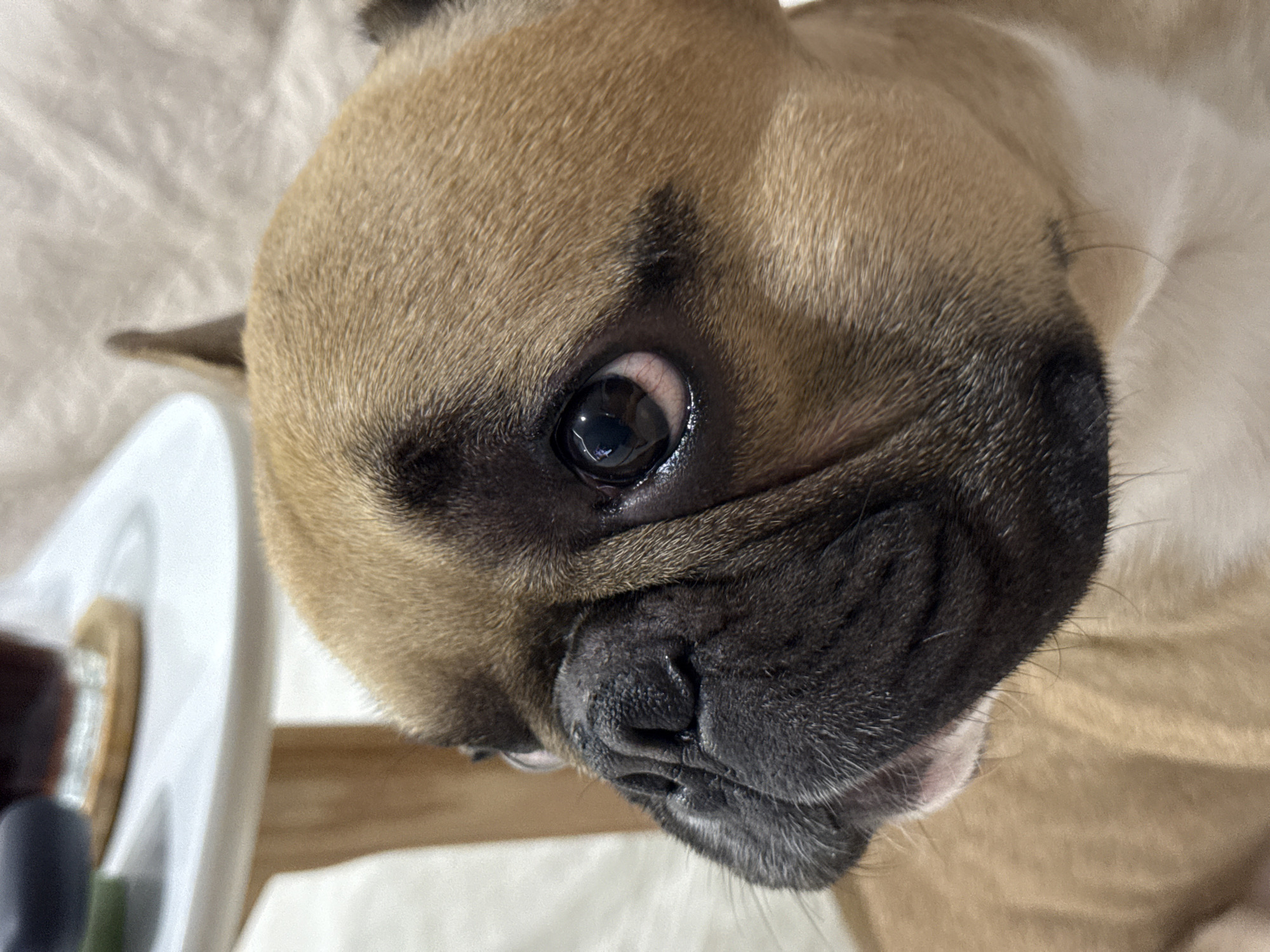 This is a close-up, eye-level, medium shot of a fawn-colored French bulldog. The dog is facing left, with its head tilted slightly upwards. Its large, dark eyes are looking off to the left, and its snout is wrinkled. The dog's fur is short and smooth. The background is soft and out of focus, with hints of a light-colored surface and what appears to be a table with objects on it. The image is well-lit, with natural light contributing to the overall soft appearance. The specific location in Burgas, Bulgaria, cannot be determined from the visual information provided in the image.