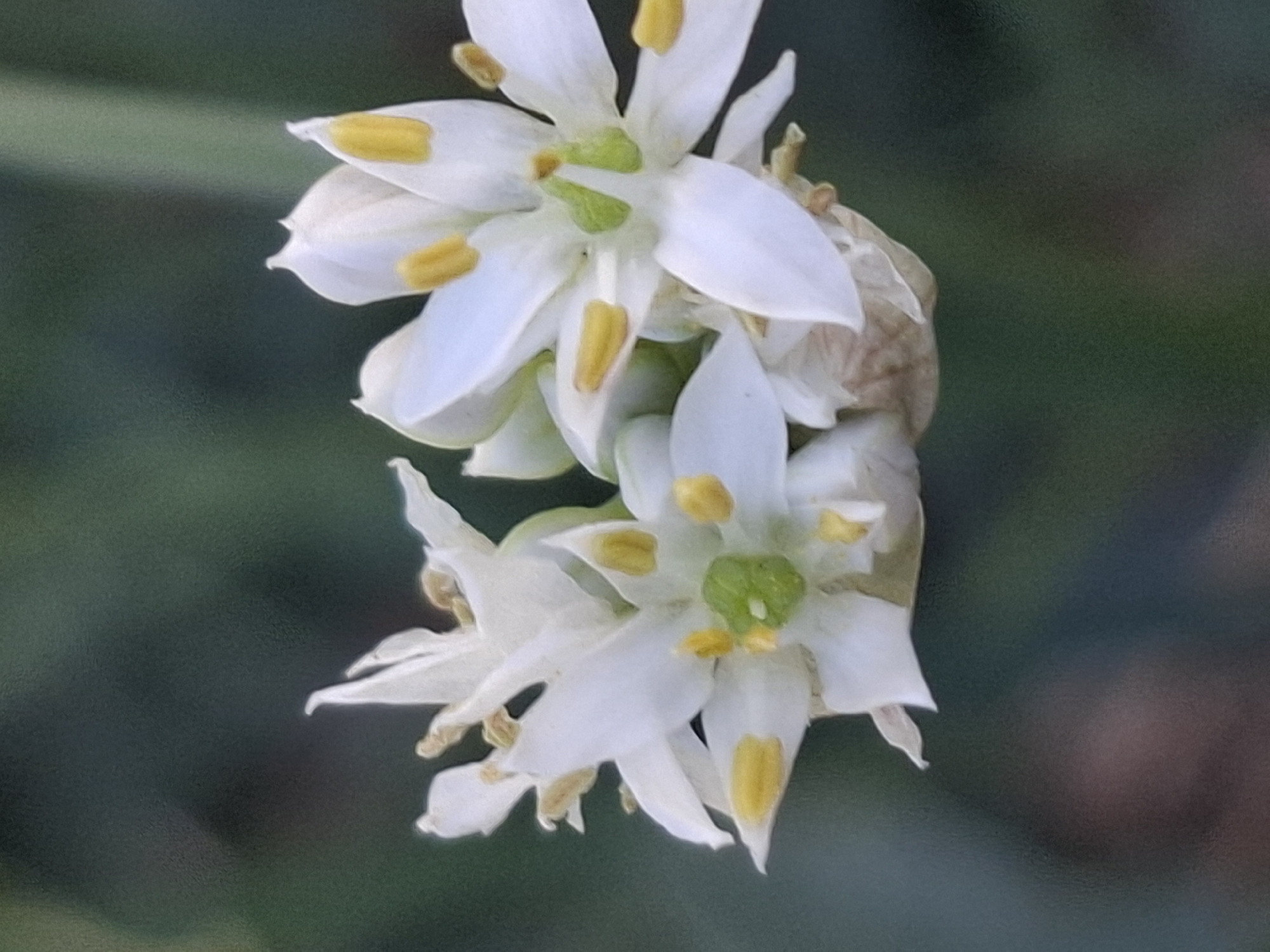The image is a close-up, vertically oriented photograph of two white Allium flowers with yellow anthers and green pistils. The flowers are arranged in a cluster, with one flower slightly in front of the other. The petals are delicate and pointed, and some are unfurling to reveal the inner parts of the flower. The background is a blurred dark green, suggesting a natural setting such as a garden or park. There are no people or man-made objects visible in the image. The location in Almaty, Kazakhstan is unknown.