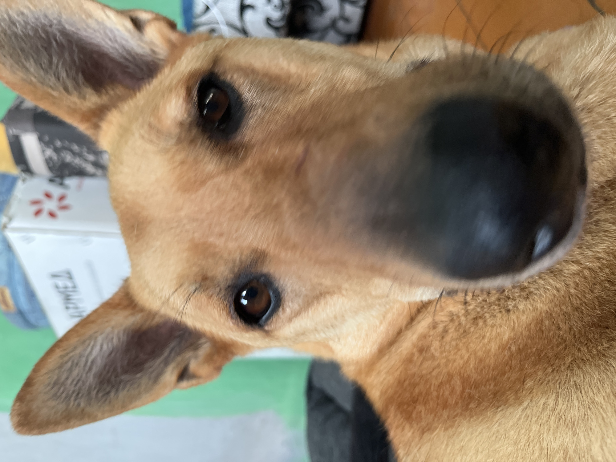 A close-up, portrait-style photograph captures the face of a tan-colored dog. The dog's head is positioned directly in front of the camera, with its nose and snout dominating the foreground, slightly out of focus. Its dark brown eyes are visible, peering intently towards the viewer. The dog's large, pointed ears are prominent on either side of its head, and one ear appears to be slightly tilted. The background is blurred, but suggests an indoor setting with various objects including what appears to be a white box with text and graphics, a dark grey cushion or dog bed, and possibly some patterned fabric. There is no indication of the city of Nizhny Tagil, Russia, in the image.
