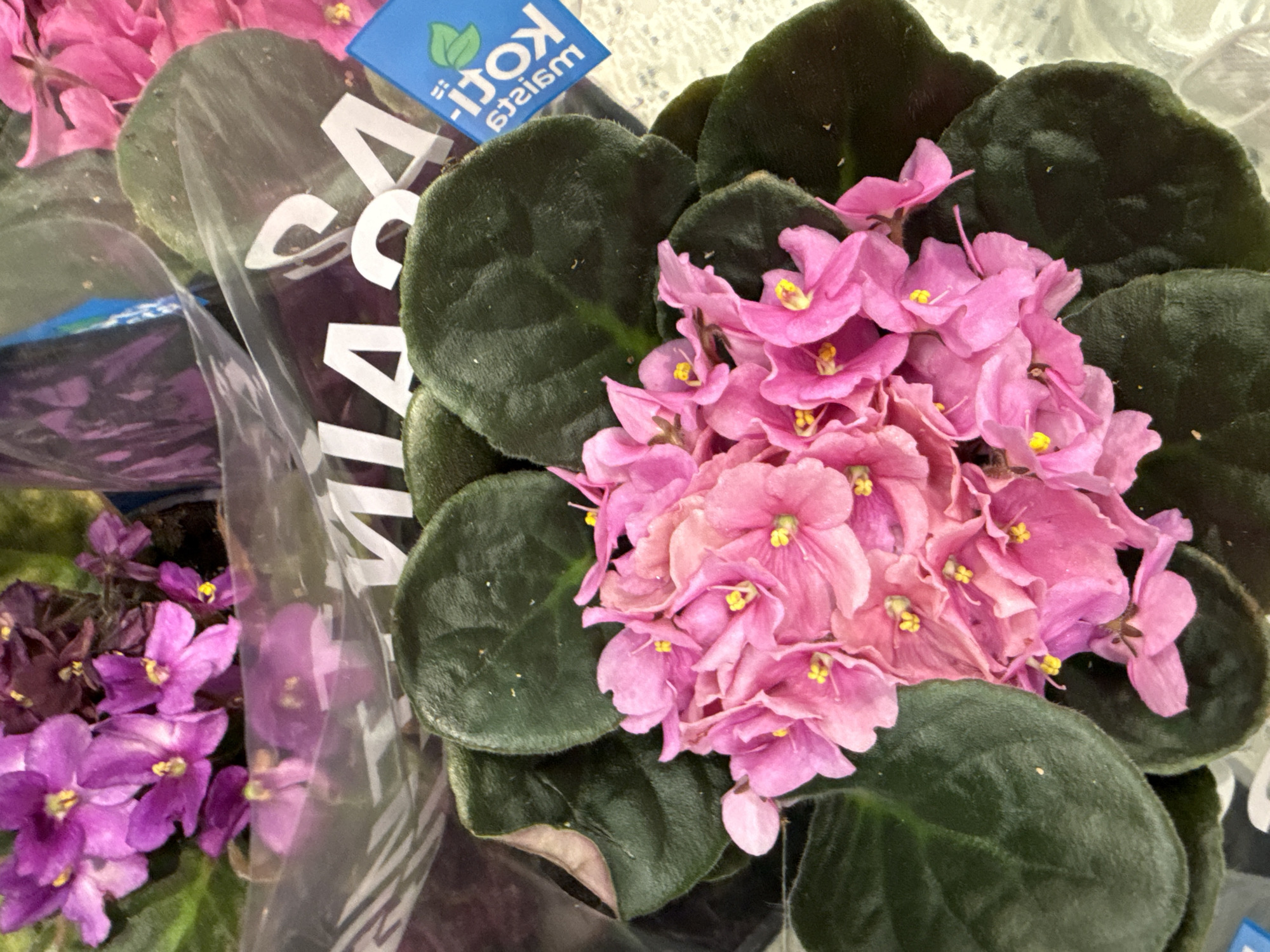 The image is a close-up, overhead view of a potted African violet plant with vibrant pink flowers and dark green, velvety leaves. The plant is partially covered by clear plastic packaging, which has white lettering on it, some of which is obscured. A small blue tag with green leaf imagery and white text, possibly indicating plant care instructions or branding, is attached to the plastic. The background appears to be a light-colored, textured surface, possibly a shelf or table. The lighting suggests an indoor environment, with no indication of an outdoor setting or specific city landmarks. There are no people or animals visible in the image. The scene is devoid of any elements that would identify its location in Tallinn, Estonia, or any other city.