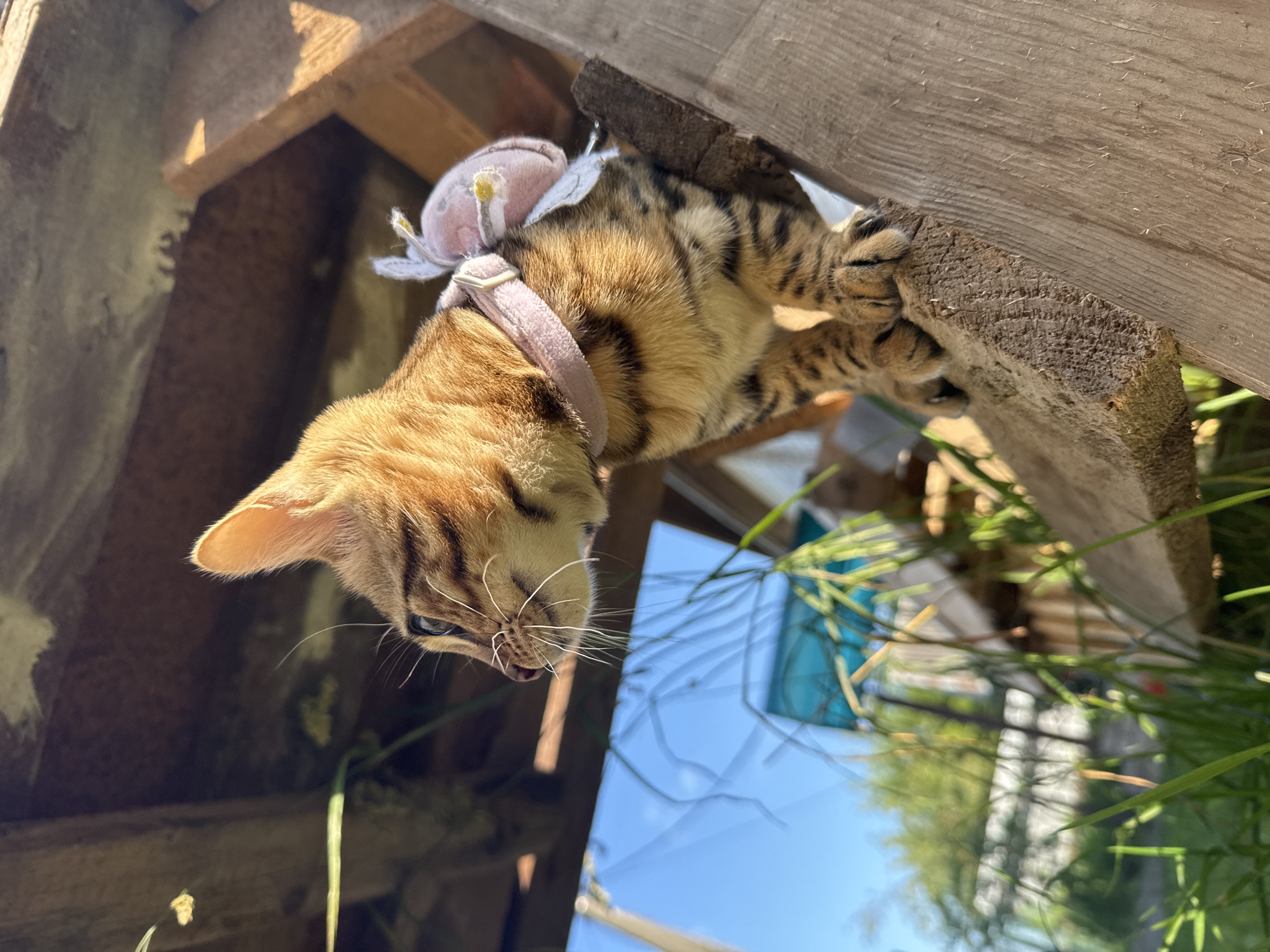 A young tabby kitten with a pink collar adorned with a decorative flower sits on a wooden plank outdoors. The kitten is looking to the left, its gaze directed outwards. Behind the kitten, the blurred background reveals a clear blue sky and greenery, suggesting an outdoor setting. The wooden plank appears to be part of a rustic structure, possibly an unfinished construction or an outdoor dwelling. The lighting indicates it is daytime, with sunlight casting shadows. There is no information available to determine the specific location in Rzhev, Russia.