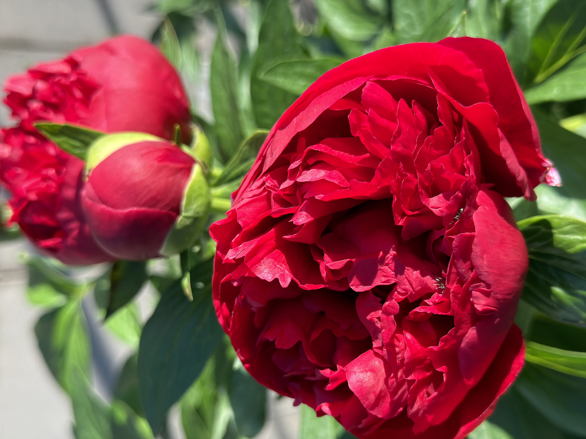 In a close-up, outdoor shot, the foreground is dominated by a vibrant, fully bloomed red peony flower. Its ruffled petals are a deep crimson, with some appearing slightly darker due to shadows, highlighting the intricate texture. The flower is slightly tilted, allowing a view into its complex layers. To the upper right and slightly out of focus, two peony buds are visible; one is fully closed and a brighter red, while the other is partially open, revealing hints of its inner structure, and is a softer, more rounded shape with a touch of green at its base. Lush green leaves of the peony plant provide a verdant backdrop, with some leaves in sharp focus near the bottom and others blurred in the background. The lighting suggests a bright, sunny day, casting distinct shadows on the flower and illuminating the petals with a strong, natural light. The background appears to be a muted, light-colored surface, possibly a wall or fence, with some additional green foliage further behind, also softly blurred. No people or animals are visible in the frame. The setting is indeterminate and does not provide specific clues to a location within a city.