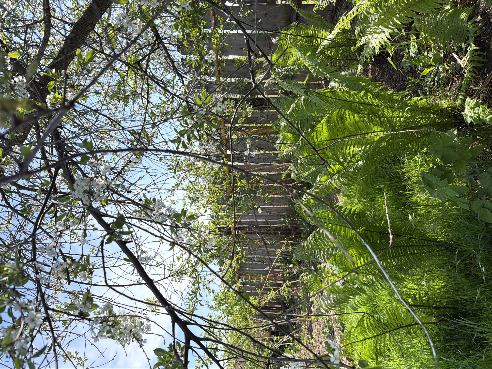 The image depicts a garden scene, likely in a residential area, during daylight hours. A wooden fence is visible in the background. In the foreground and midground, there is lush vegetation including ferns, grass, and flowering trees, which are in bloom with white blossoms. The sky is visible through the branches of the trees. The composition suggests the image was taken from a low angle. It is not possible to verify location based on the image.