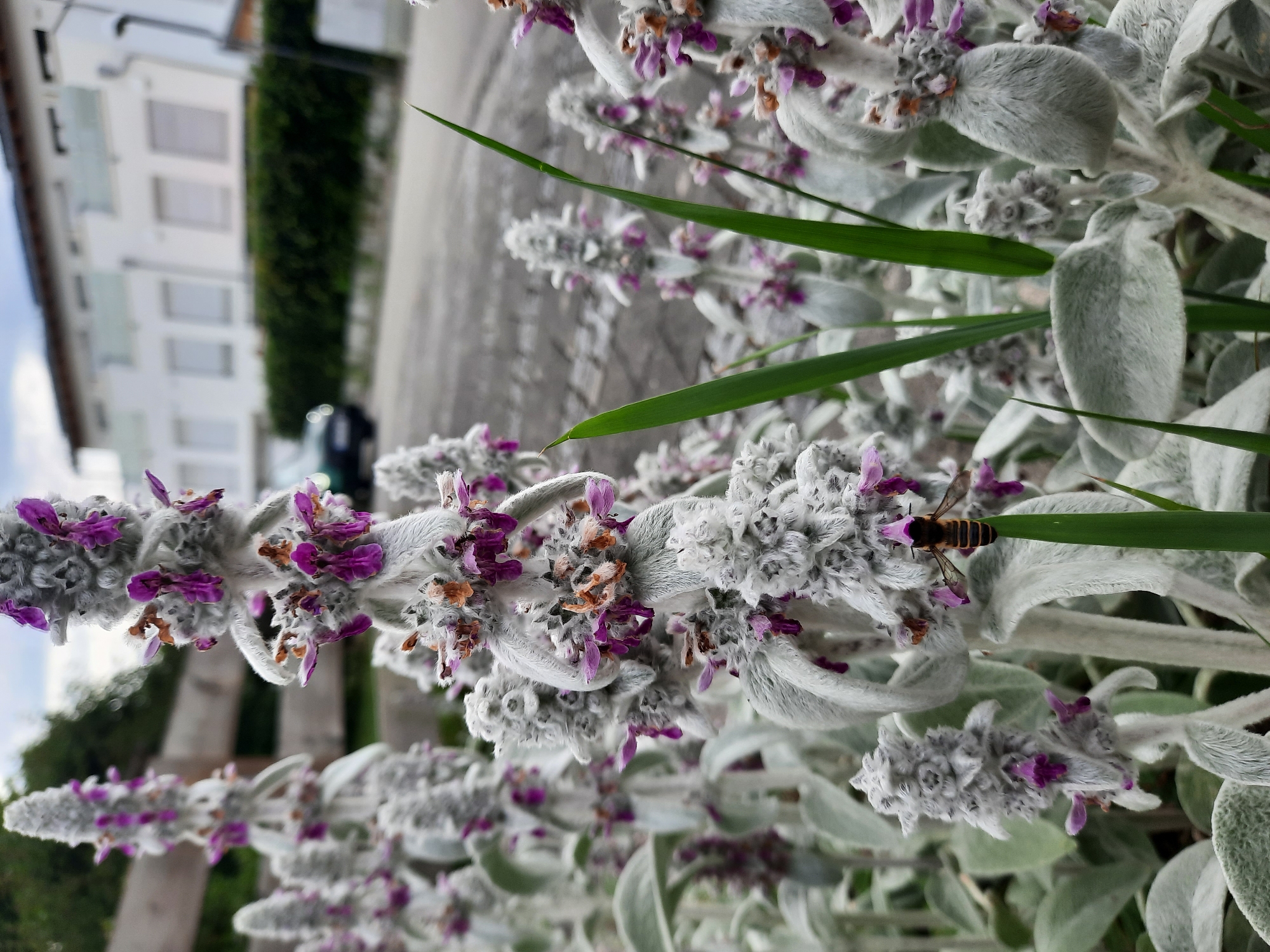 This is a close-up, eye-level outdoor photograph of Lamb's Ear flowers (Stachys byzantina) with a bee actively foraging on one of the flower spikes. The flowers are characterized by their soft, fuzzy, silvery-gray leaves and tall spikes of small, purple-pink flowers. One bee, with clear yellow and black banding on its abdomen, is positioned on a pink flower, its wings slightly blurred, indicating movement. In the background, out of focus, is a paved street or sidewalk, a dark green hedge, and a white, multi-story building. To the left, a wooden fence is visible. The lighting suggests an overcast or diffused daylight condition. The image appears to have been taken in a residential area of Rosenheim, Germany, based on the architectural style of the building and the general urban/suburban context.