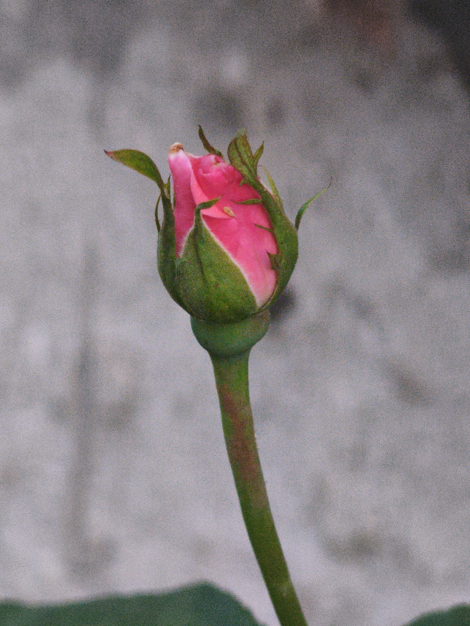 A close-up, slightly grainy, vertical shot captures a pink rosebud with green sepals and stem against a blurred, gray background. The rosebud is plump and pointed, with hints of pink peeking through the tightly furled sepals. The stem is a vibrant green and curves slightly to the right. A dark green leaf is visible in the lower left corner of the frame. The background appears to be a textured surface, possibly a wall, with soft, out-of-focus shadows. The image is undated and does not contain any information about its specific location within Steblivka, Ukraine, or any human presence.