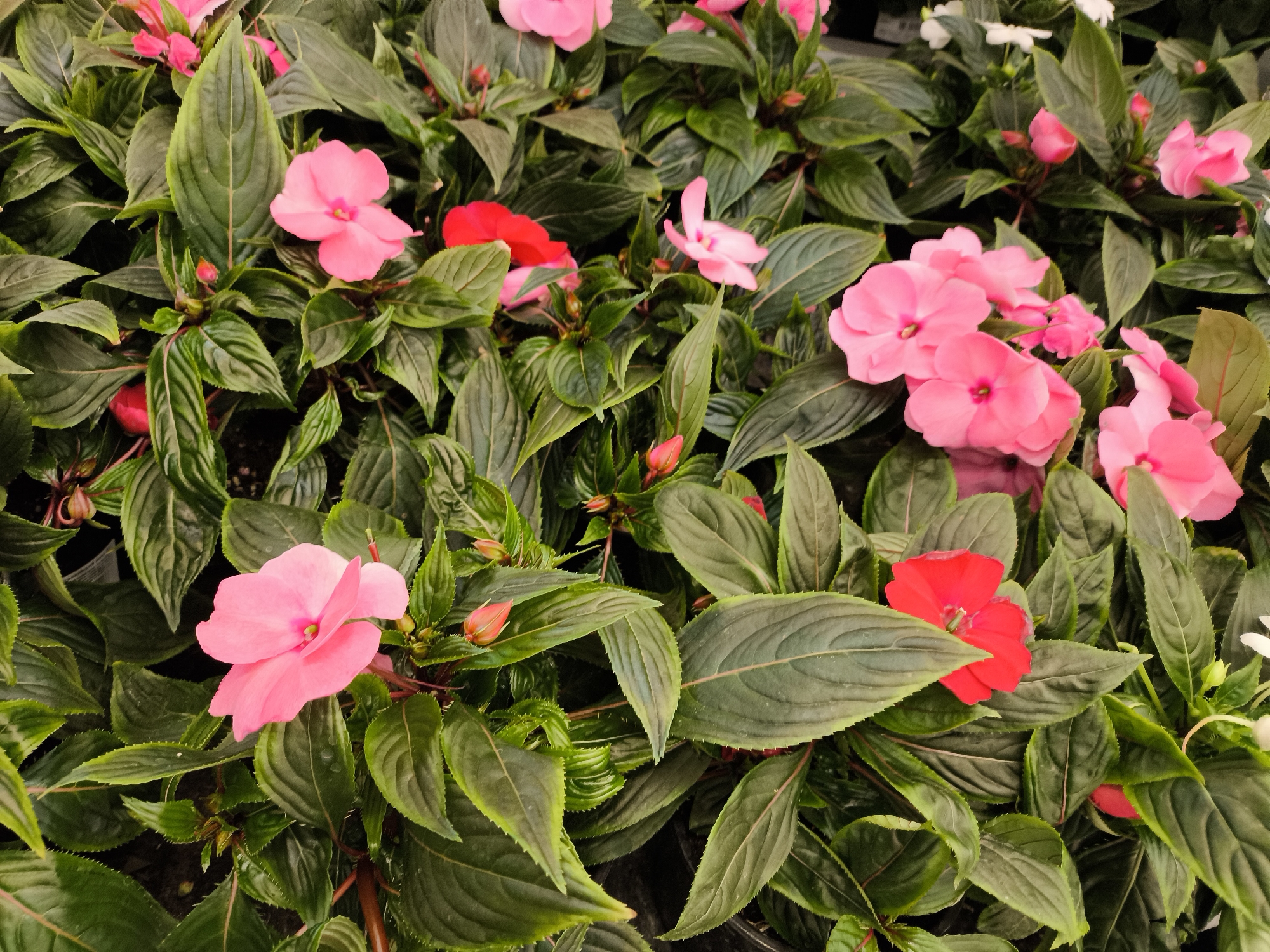 A high-angle, close-up shot shows a vibrant display of impatiens flowers in varying shades of pink and red, interspersed with dense green foliage. The flowers and leaves fill the frame, giving the impression of a cultivated garden or floral arrangement. The presence of flower buds suggests ongoing growth. The image does not contain elements that confirm the location is Khimki, Russia, and information about people, actions, or interactions is not available.