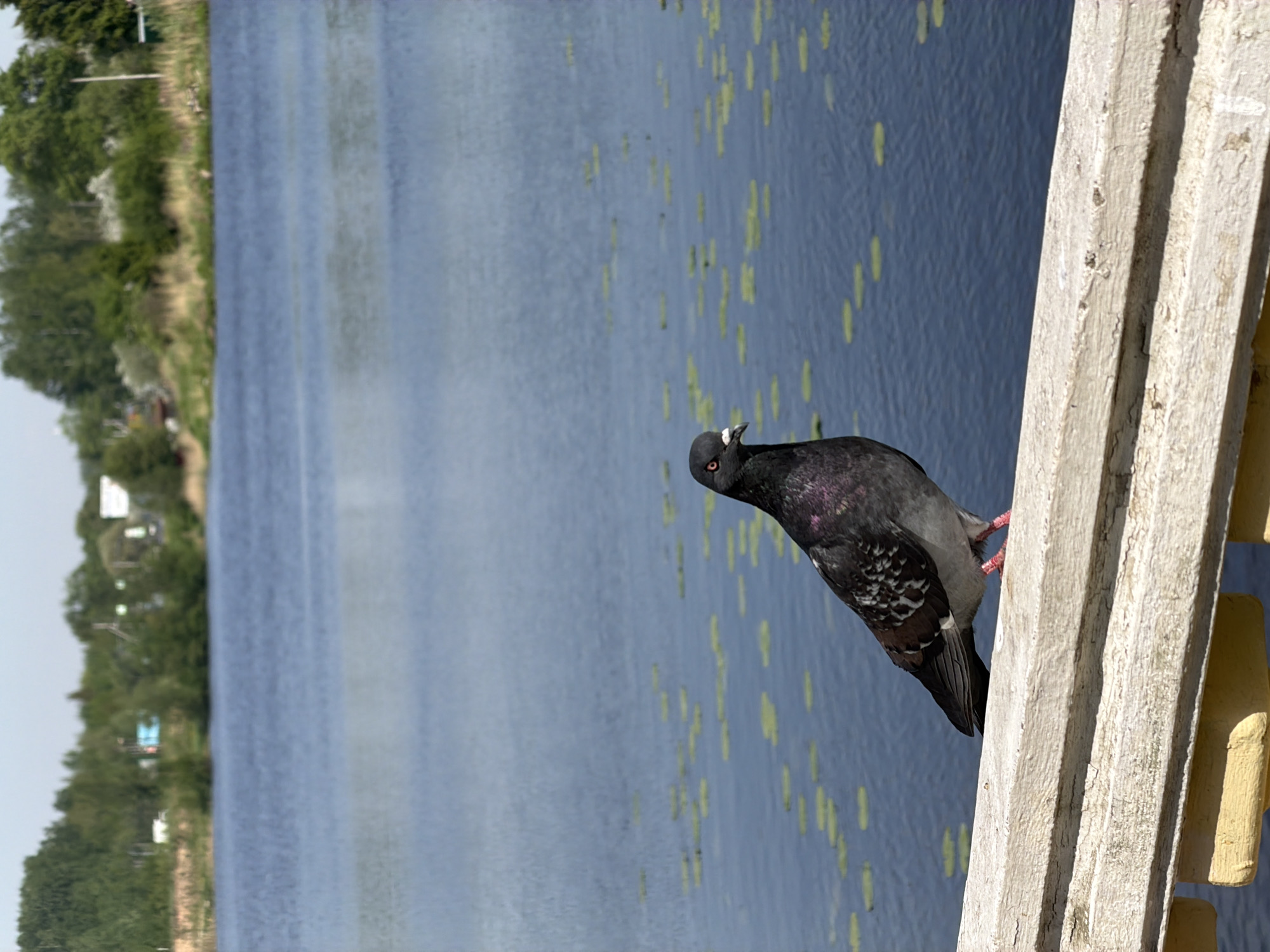 A pigeon sits on a white wooden structure. Beyond the structure is a body of water with some lily pads visible. The far bank is lined with trees, and some buildings can be seen in the distance. The image was taken in Tokkari, Russia.