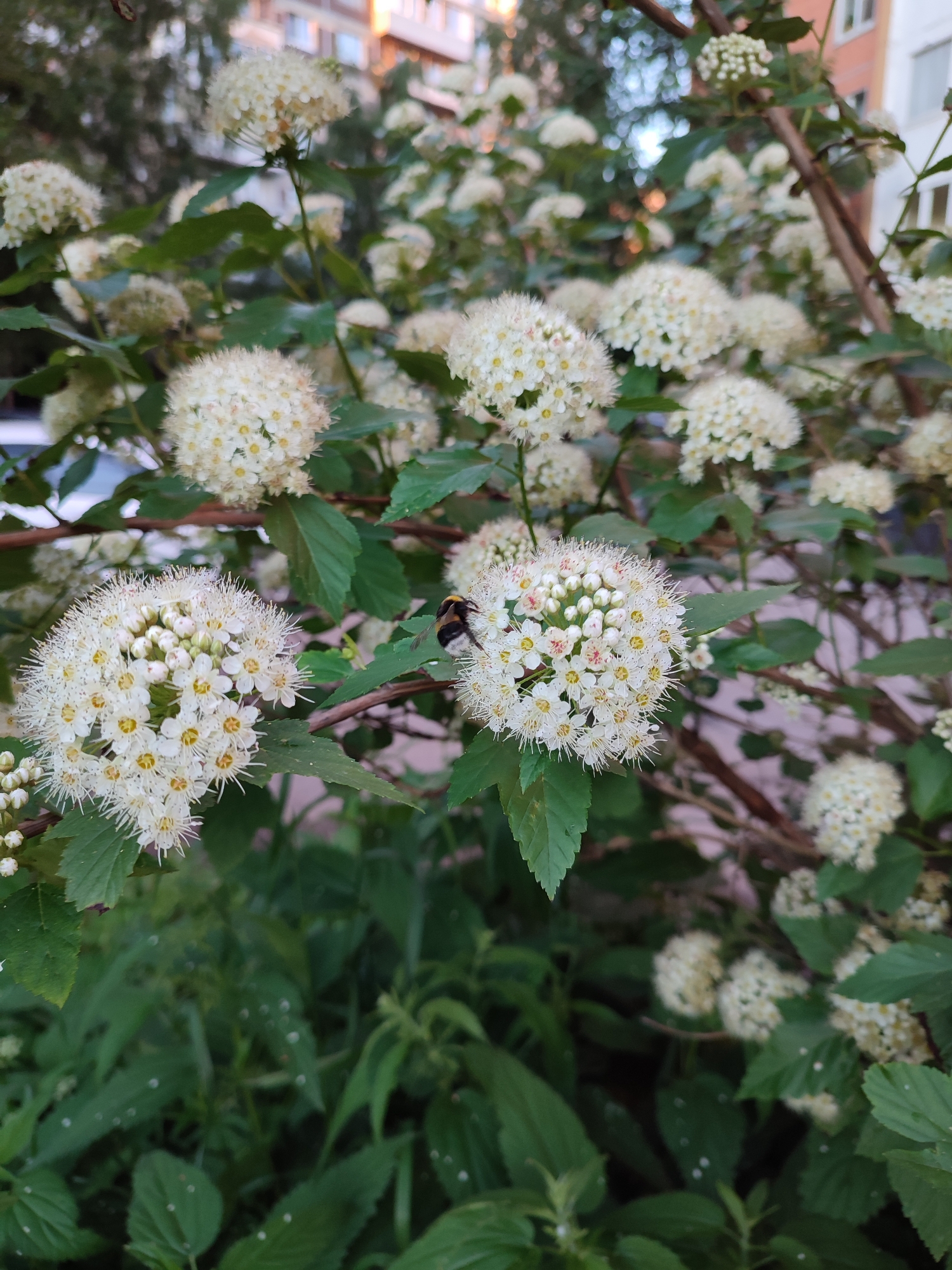 A bee is visiting a cluster of white flowers on a bush. The bush has green leaves and is in an outdoor setting. In the background, there is a building with windows and balconies. The scene appears to be in a city, as indicated by the presence of the building. The image is a close-up of the bee and flowers, with the background slightly out of focus. The overall impression is one of nature thriving within an urban environment.