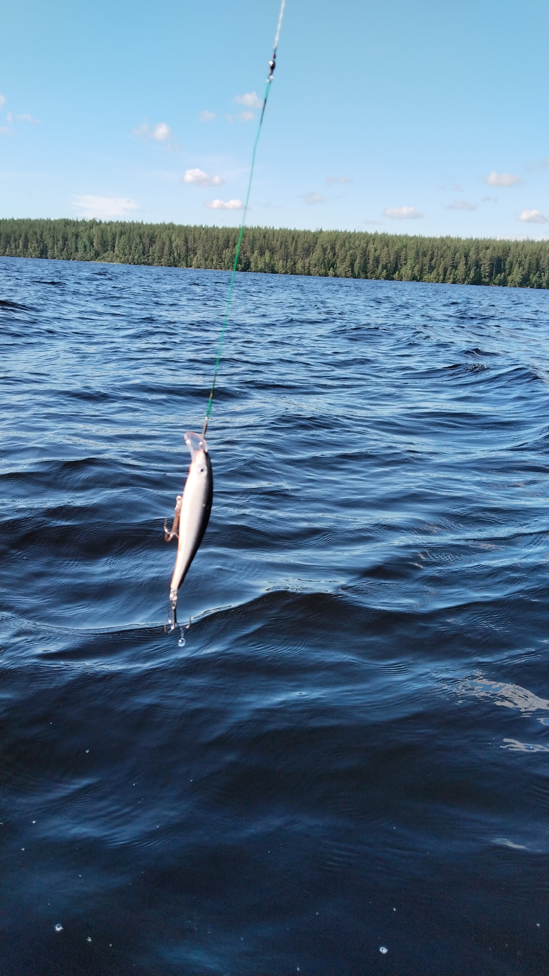 In Nadvoitsy, Russia, a fishing lure is suspended above dark blue, rippling water. The lure, a silver and pink fish-shaped object, has two treble hooks attached to its underside. One hook is partially submerged in the water, and the other is visible above it. A thin green fishing line connects the lure to an unseen fishing rod, disappearing towards the top of the frame. The background features a wide expanse of water leading to a dense, dark green forest that lines the horizon under a bright blue sky with scattered white clouds.