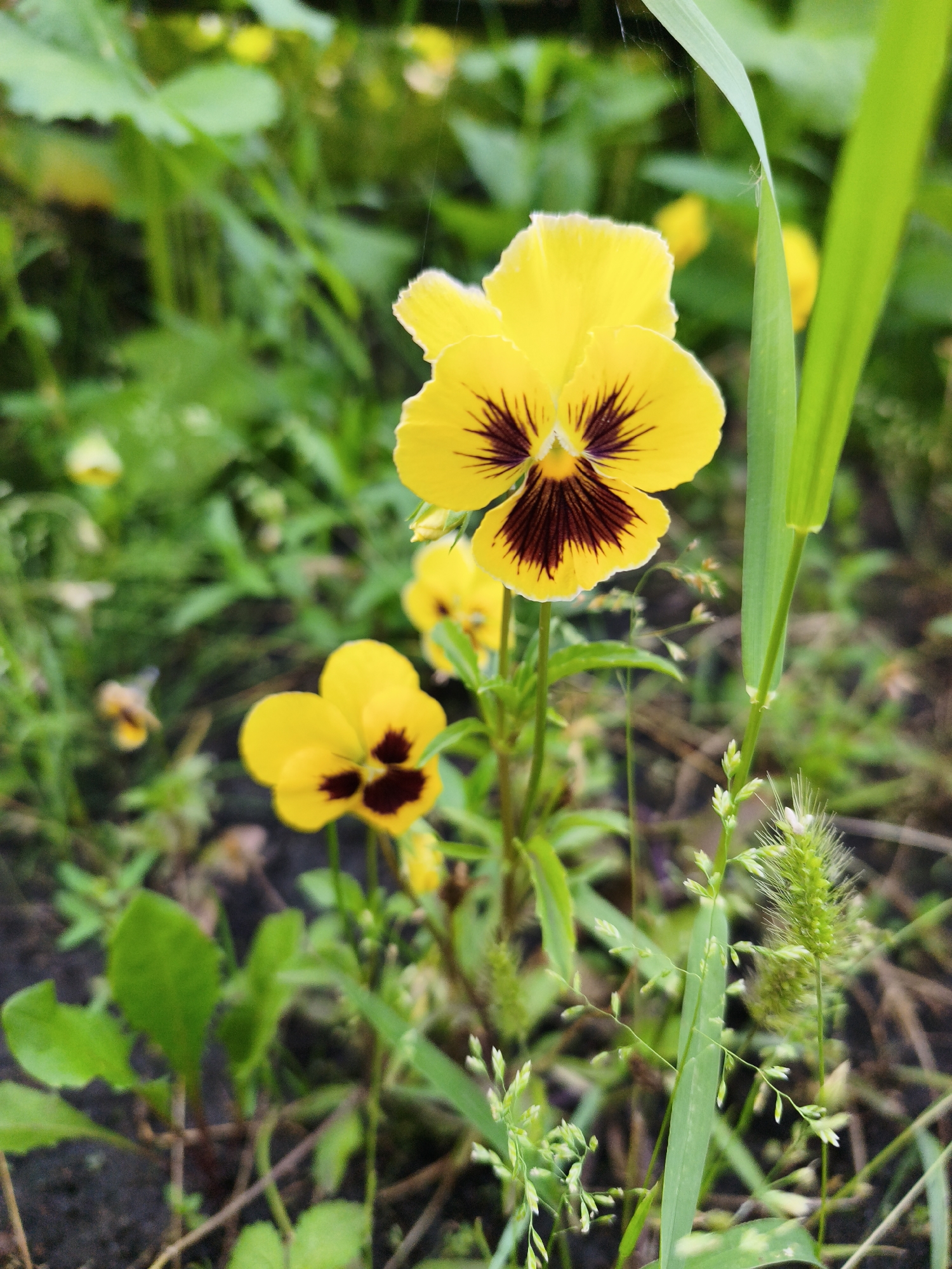 A close-up, vertical, eye-level shot captures a cluster of yellow pansies in an outdoor setting. The primary focus is on the largest pansy, positioned slightly to the left of the center, displaying a vibrant yellow with striking dark purple veins radiating from its center. To the lower left, another, smaller yellow pansy with similar dark markings is visible. The background is a soft blur of green foliage, with hints of other yellow flowers and dappled light suggesting an overcast day. A slender blade of green grass stands vertically to the right of the main pansy, and further to the right, a feathery seed head adds texture. The ground beneath the flowers appears to be dark soil interspersed with fallen leaves and other plant matter. There are no people or animals directly visible in the frame.