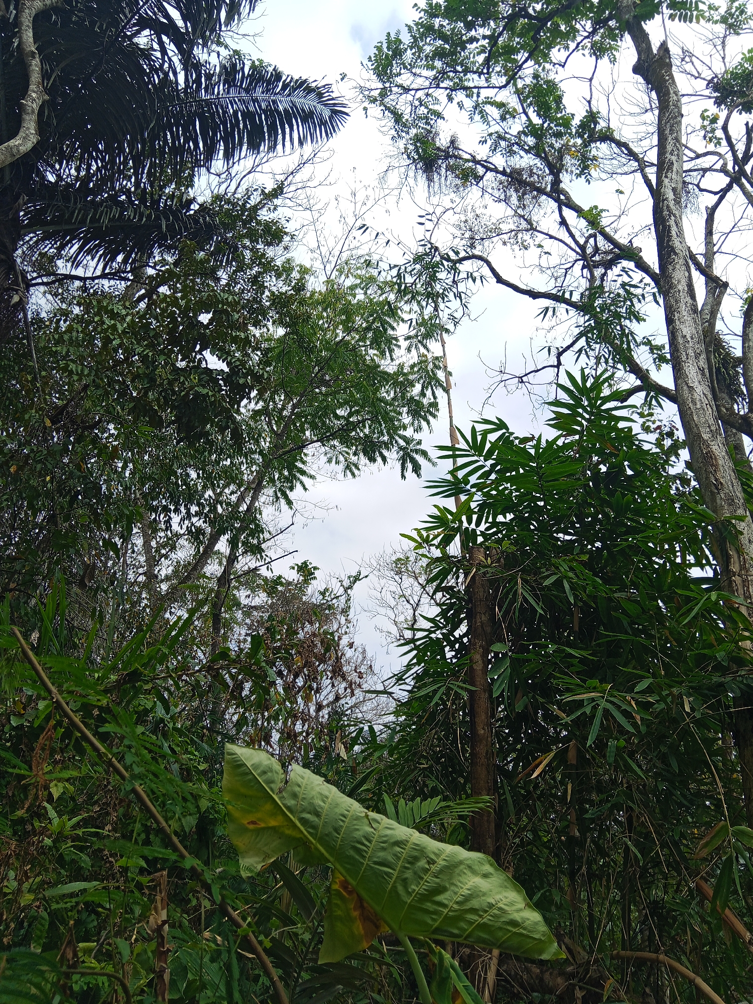 This is a low-angle, full-shot photograph taken in a dense, tropical forest environment, likely within the city of Makale, Indonesia. The scene is dominated by lush green foliage and the trunks of various trees. In the foreground, a large, vibrant green leaf, possibly from a taro plant, occupies the lower right portion of the frame, angled upwards. Behind it, a thicket of bamboo with its characteristic slender stems and long, narrow leaves creates a dense wall of green. Further back, the scene opens up to reveal the trunks of several mature trees with rough, textured bark. The canopy above is a chaotic mix of different tree species, with palm fronds visible in the upper left, contrasting with the finer leaves of other trees. The sky is overcast, providing a diffused light that illuminates the upper portions of the trees. The overall impression is one of abundant, untamed vegetation.