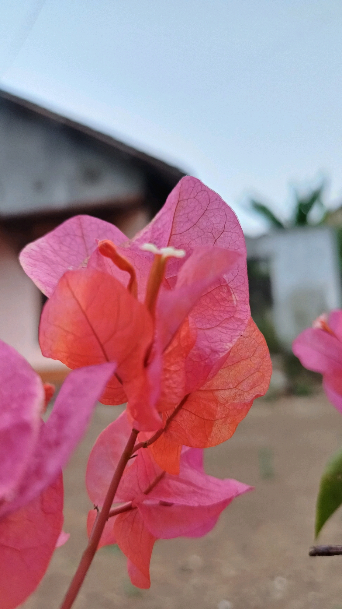 A close-up photograph of bright pink and orange bougainvillea flowers is captured against a blurred background of a house and sky. The flowers are the primary subject, with their delicate petals and intricate vein patterns clearly visible. The focus is sharp on the central flower, while others in the foreground and background are out of focus, creating a depth of field effect. The lighting suggests it might be late afternoon or early morning, casting a soft glow on the blossoms. The environment appears to be outdoors, likely a garden or yard, with a hint of a building and greenery in the distance. The image does not contain any people or depict any specific actions or interactions. The location is identified as Wonokerso, Indonesia, implying this scene is part of the local scenery in that region.