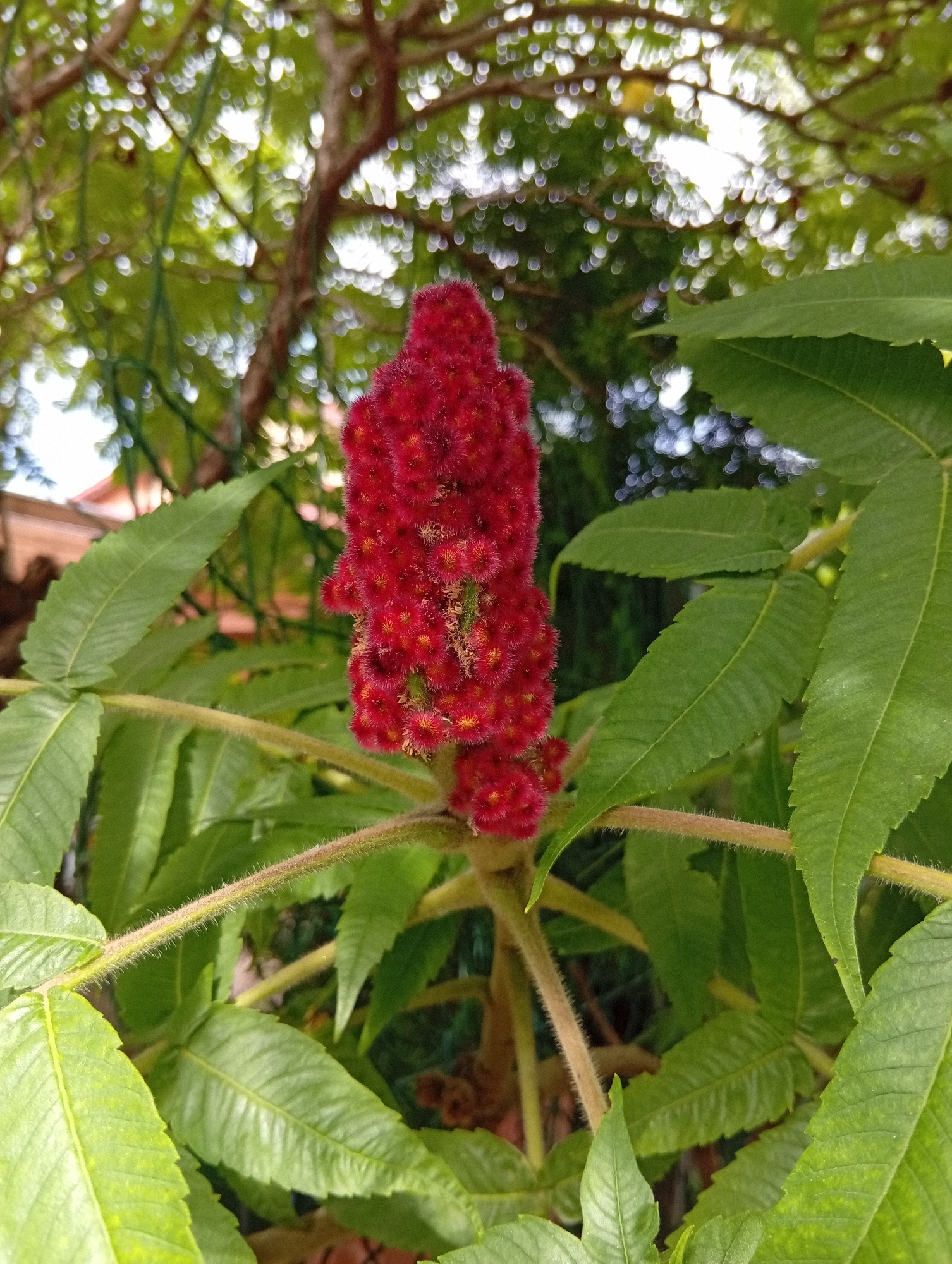The image depicts a close-up view of a staghorn sumac (Rhus typhina) plant in Wilczyce, Poland. A dense, fuzzy, red fruit cluster is prominently featured in the center, surrounded by pinnately compound green leaves. The leaves have serrated edges and are arranged alternately on fuzzy, reddish-brown stems. The background is blurred, showing soft green foliage and bokeh effects from distant light sources, suggesting an outdoor, natural environment likely within a garden or park setting in Wilczyce. No people or animals are present. The lighting appears to be natural daylight, creating some highlights on the leaves and the fuzzy texture of the fruit.