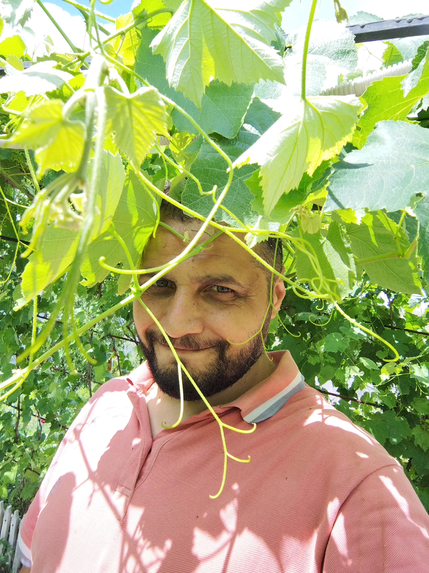 The image shows a man's face peeking through lush green grapevines. He has a beard and is looking directly at the camera with a slight smile. He is wearing a coral-colored polo shirt. The background is filled with vibrant green leaves and vines, with a hint of blue sky visible above. The lighting suggests it is daytime, possibly outdoors in a garden or vineyard. There are also hints of a white picket fence at the bottom left of the image.