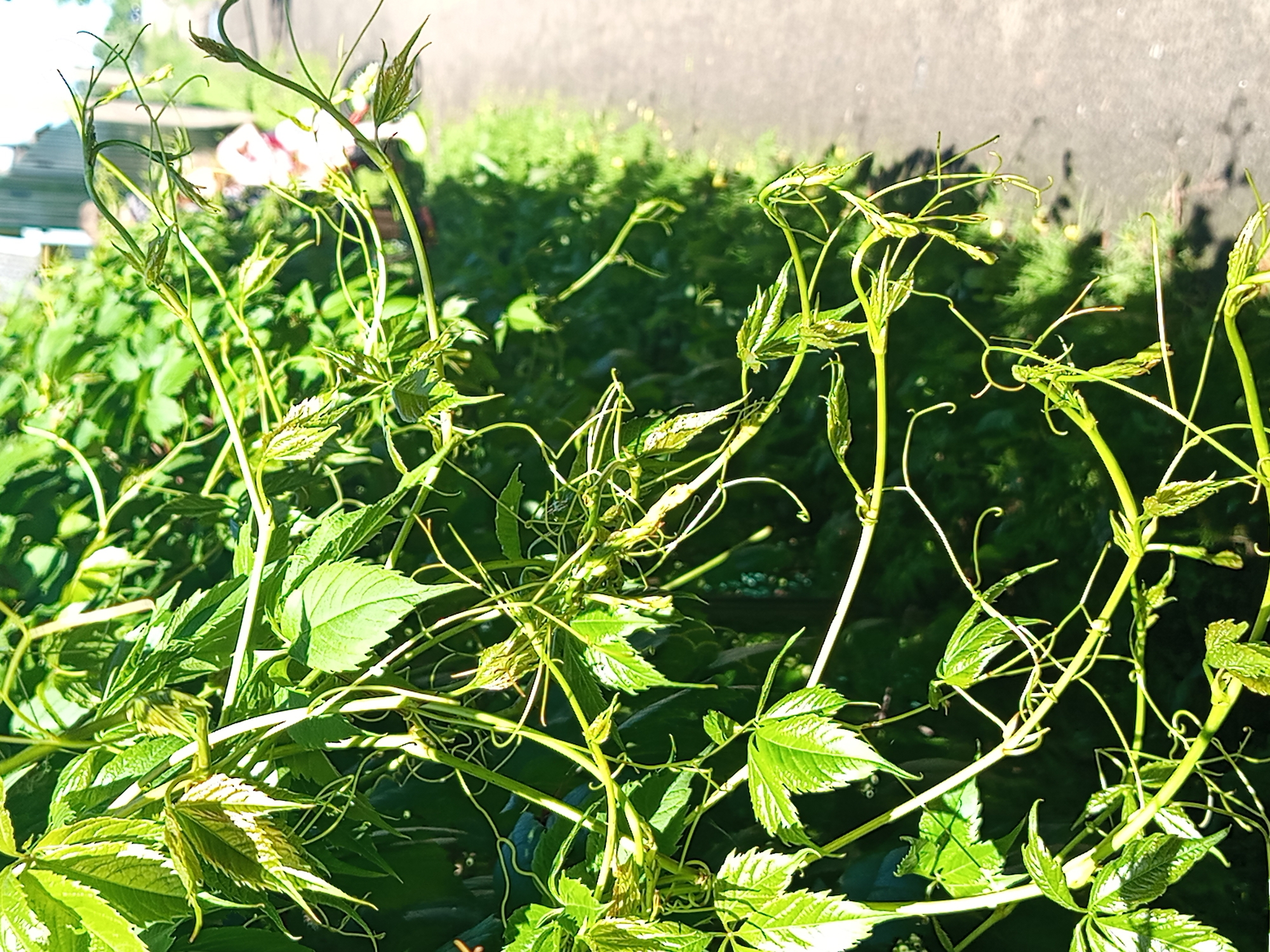 The image shows a close-up view of a green vine with leaves and tendrils in the foreground. In the background, a paved pathway runs alongside a grassy area and a wooden fence. The scene appears to be outdoors on a sunny day. There is a blurred figure of a person wearing pink in the background, partially obscured by the foliage, walking on the pathway. The overall impression is of a natural setting within a residential area. The location is identified as Gdov, Russia, suggesting an outdoor, possibly domestic, environment.