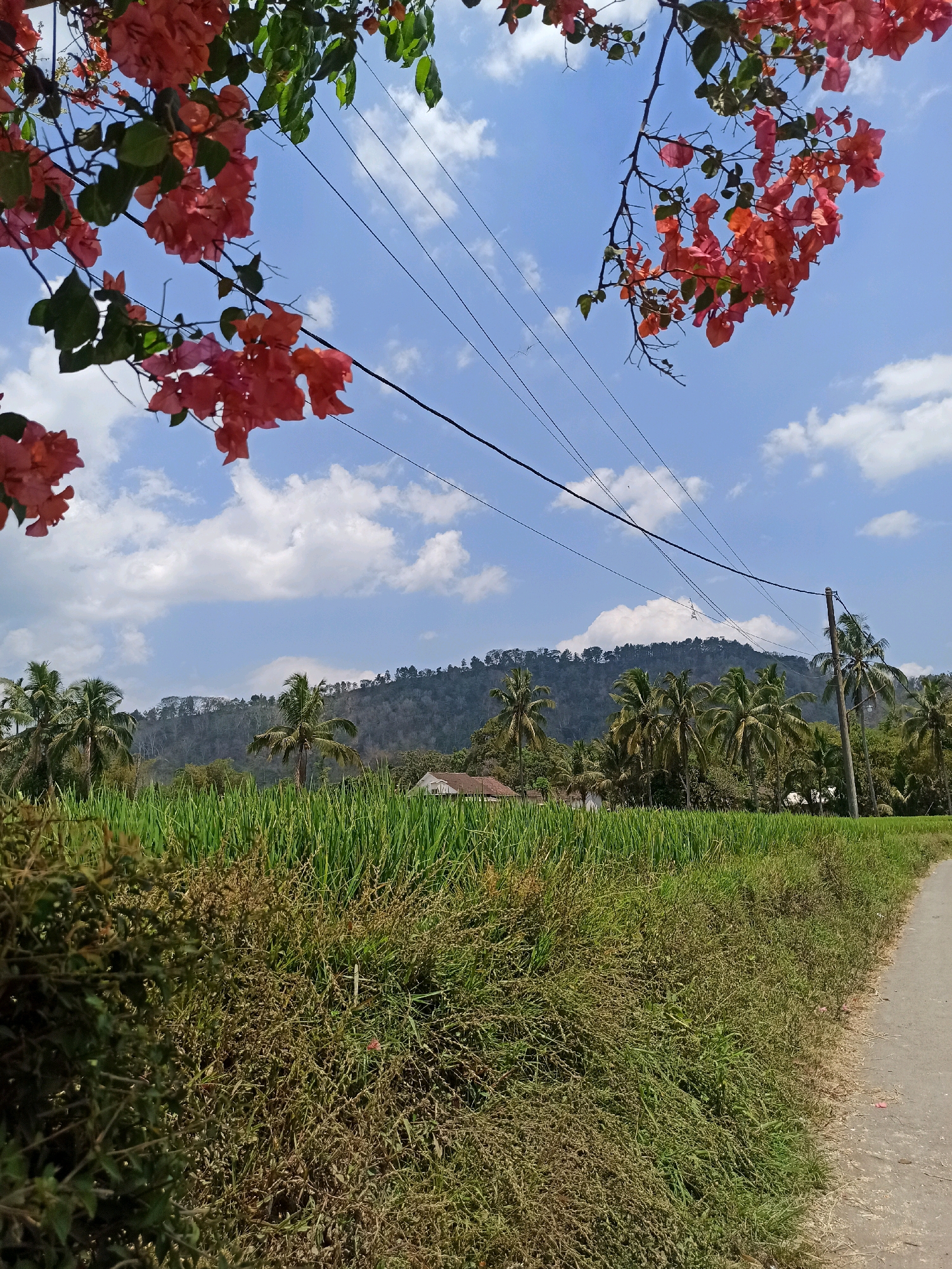 In Tlogosari, Indonesia, a picturesque rural scene unfolds under a bright blue sky dotted with fluffy white clouds. In the foreground, lush green vegetation dominates, with a dirt road bordering the right side of the frame. Towering palm trees and dense foliage create a tropical atmosphere. In the mid-ground, a vibrant field of green crops stretches across the landscape, interspersed with a few scattered houses. The background is characterized by a gently sloping hill, densely covered with trees. A cluster of red bougainvillea flowers in the upper portion of the image adds a splash of color to the sky and branches. Electrical wires crisscross the sky, supported by a utility pole on the right, hinting at the presence of modern infrastructure in this otherwise natural setting.