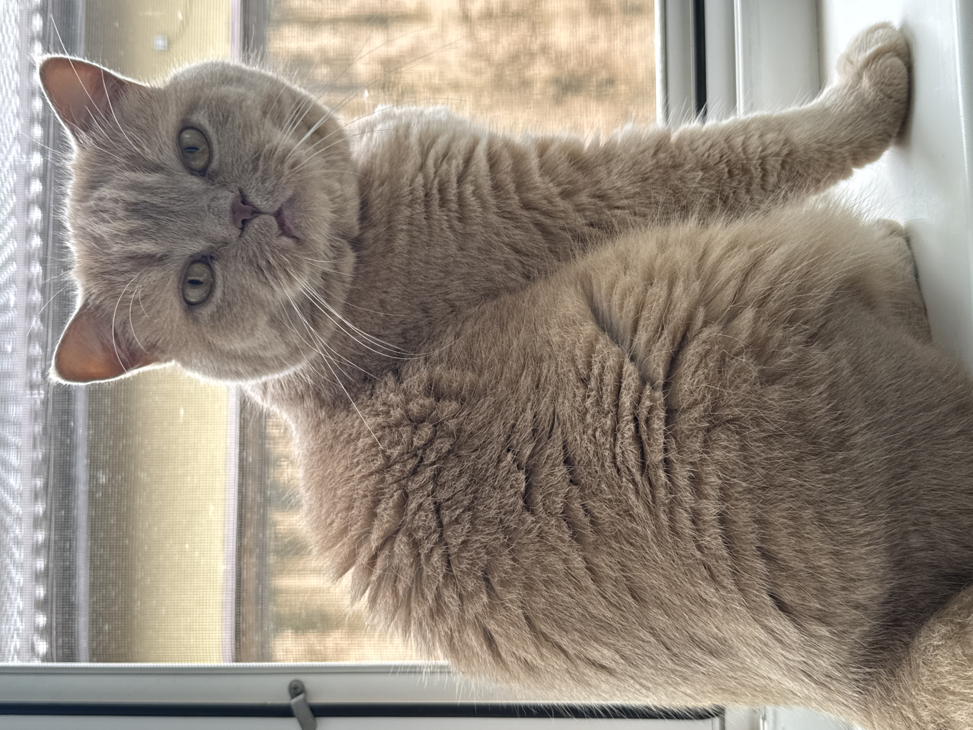 A cream-colored British Shorthair cat is positioned on a white window sill. The cat's body is oriented to the left, with its head turned to face directly towards the viewer. Its round face exhibits prominent white whiskers and greenish-yellow eyes. A small gap is discernable between its lower teeth. The cat's dense, short fur is back-lit by natural light originating from the window, creating a subtle halo effect. A white window frame and a silver latch mechanism are partially visible on the left side of the image. The view outside the window is obscured by a fine mesh screen, behind which a blurred outdoor environment with warm, diffuse light is visible, suggesting distant structures and potential foliage. The scene is located indoors in the city of Unknown, Unknown.