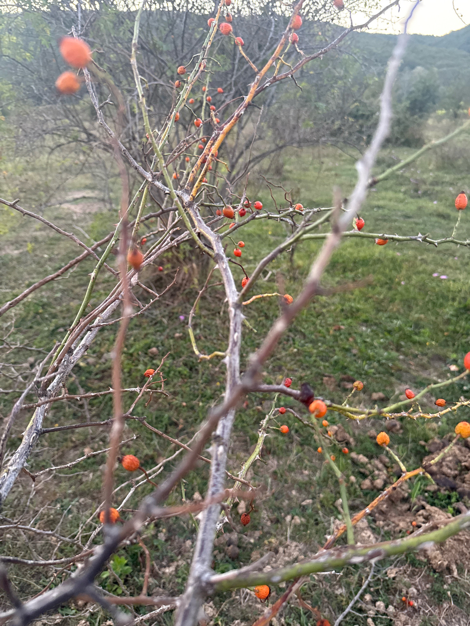 In the city of Tenginka, Russia, a close-up shot focuses on a cluster of rosehip berries on a thorny bush. The berries are predominantly orange and red, with some appearing dried or shriveled. The bush's branches are thin and thorny, some with a grayish, weathered appearance, while others are greener and younger. The background consists of a blurred, green grassy field with scattered patches of dry leaves and soil. In the distance, a gentle slope covered in vegetation and trees is visible, with a soft, overcast sky overhead. The overall scene evokes an autumnal atmosphere, likely captured during the late afternoon or early morning due to the soft lighting.