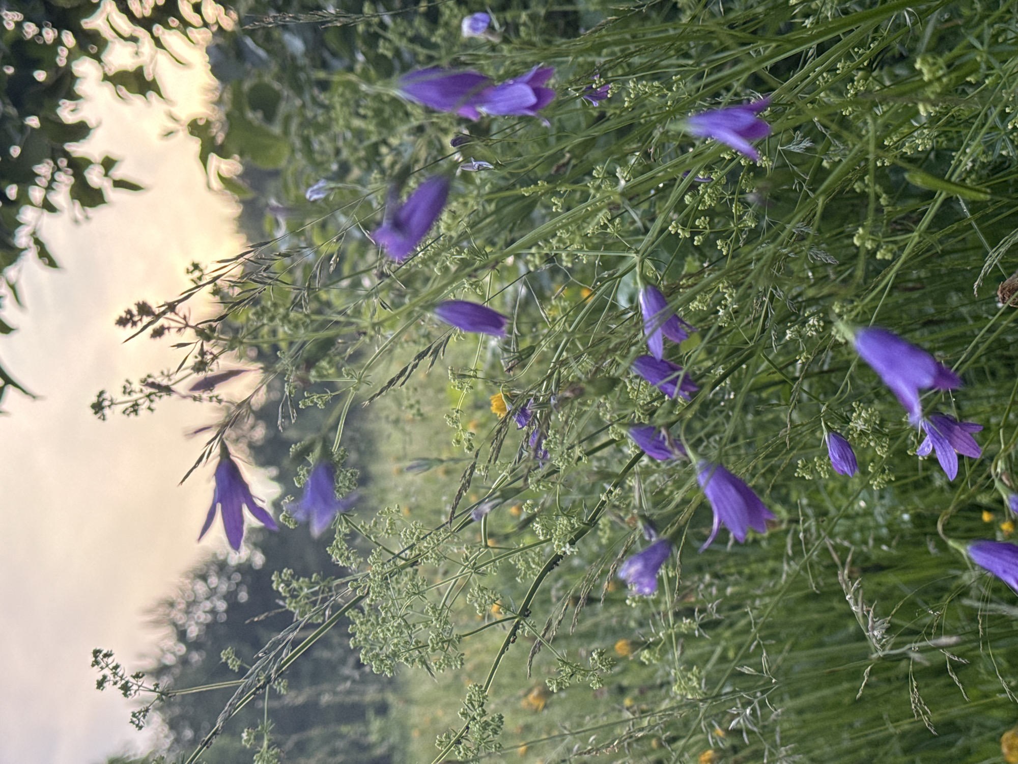 The image captures a close-up view of purple bell-shaped flowers and delicate green foliage against a soft, muted background. The flowers are the primary subjects, with several in focus and others blurred, suggesting movement or a shallow depth of field. Tiny white buds and wispy blades of grass are interspersed among the blooms, adding texture and detail to the scene.
The lighting indicates it is likely dusk or dawn, with a soft, diffused light illuminating the scene from the left. The sky, visible in the upper left quadrant, appears overcast or hazy, contributing to the gentle, serene mood of the image. The overall setting appears to be a natural environment, possibly a meadow or garden, where wildflowers are in bloom. There are no people or discernible man-made objects. The focus on the natural elements and the soft lighting evoke a sense of tranquility and natural beauty. There is no visible text in the image.