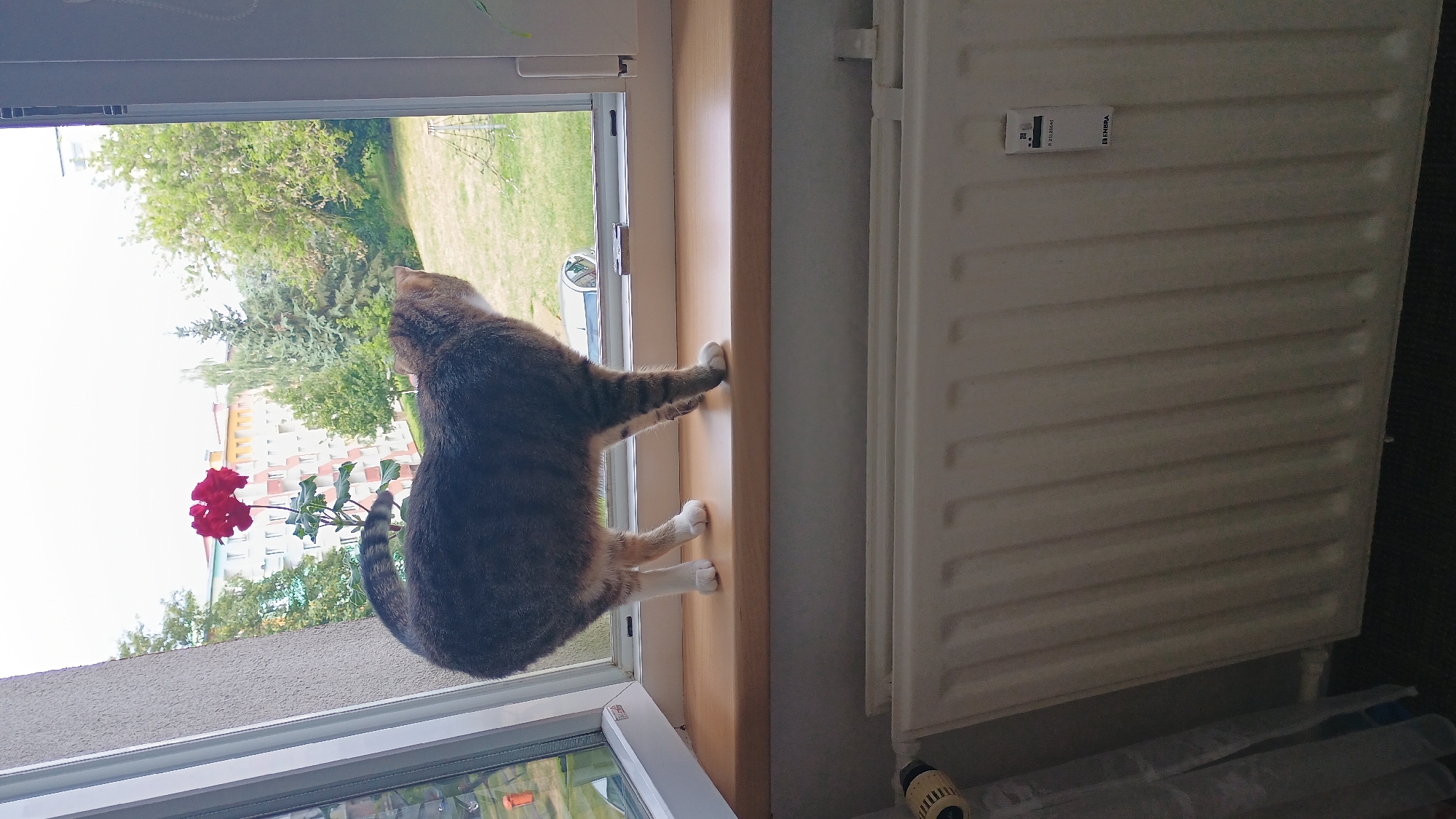 A tabby cat with white paws stands on a wooden windowsill, looking out a window. The cat is facing to the right and its tail is curved upwards. In the background, there are apartment buildings, trees, and a grassy area. A red flower is in a pot on the windowsill to the left of the cat. Below the windowsill, a white radiator is visible, with a small label attached to it. The scene appears to be indoors, looking out onto an urban residential area. The image is likely from Sokolov, Czechia, based on contextual information.