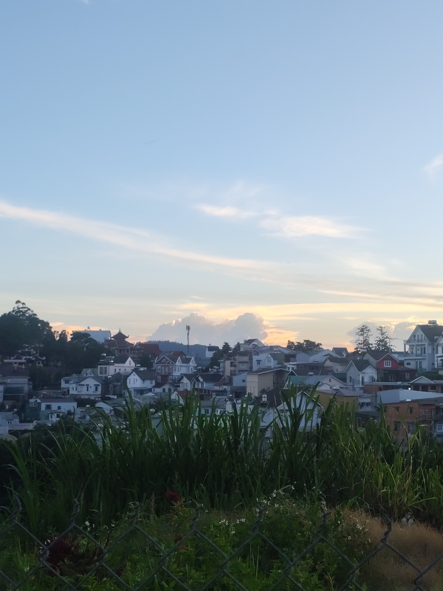 The image depicts a panoramic view of a town or city nestled on a hillside, with the sky as the dominant backdrop. The architecture suggests a European influence, with numerous houses featuring pitched roofs, multiple stories, and varied color schemes ranging from white and grey to more vibrant hues. Some buildings have balconies and decorative elements. The town is densely populated, with structures built close together, indicating an urban or suburban setting.
In the foreground, lush green vegetation, including tall grasses and smaller plants, partially obscures the view of the town. A diamond-patterned wire fence runs across the very bottom of the image, further emphasizing a sense of being a viewer looking into the scene. Some small white flowers and darker red foliage are scattered within the greenery.
The sky is a soft blue, transitioning into warmer tones of yellow and orange near the horizon, indicative of either sunrise or sunset. Scattered clouds, some puffy and white, others elongated and wispy, contribute to the picturesque sky. A few trees are visible on the left side of the image, adding to the natural elements of the landscape. The overall atmosphere is serene and peaceful, with a soft, diffused light characteristic of dawn or dusk. The scene likely captures a moment of quiet beauty in Da Lat, Vietnam, a city known for its picturesque landscapes and temperate climate. No people are visible in the frame, and no text is discernible.