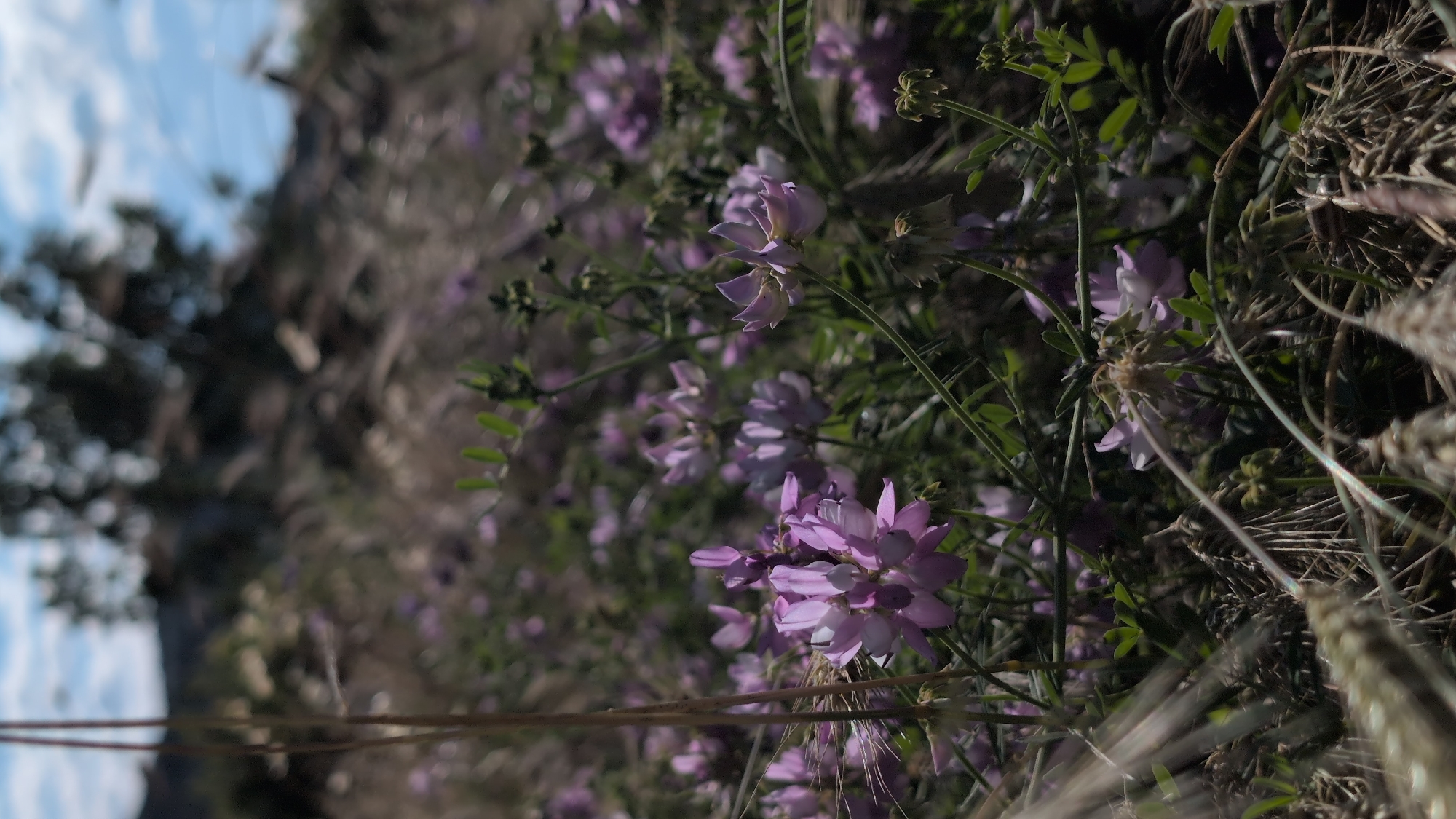 A close-up, low-angle outdoor shot shows a field of small, light purple flowers with green stems and leaves. In the foreground, dry stalks of wheat or grass are visible, some with sun flares. The background is blurred and shows more of the field, along with a dark, blurry tree and a bright blue sky with white clouds. The overall lighting suggests it is daytime and sunny. The location is described as Unknown, Unknown.