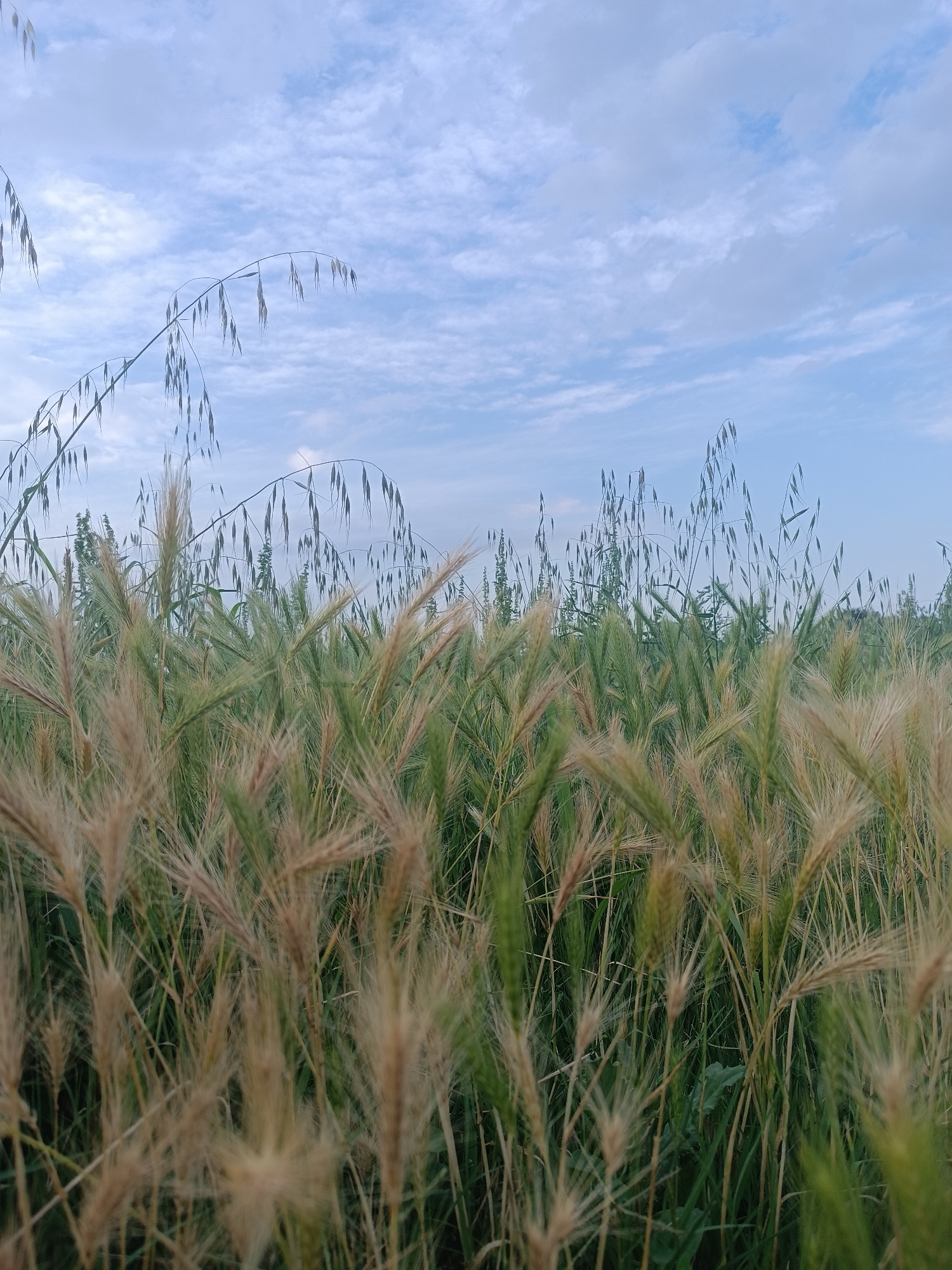 The image displays an agricultural field in Viadana, Italy, under a light blue sky partially obscured by scattered white stratocumulus clouds, indicating an ambient, diffused daylight. The perspective is low, focusing on dense vegetation that occupies the majority of the frame. In the immediate foreground, numerous light brown, feathery seed heads, consistent with wild barley or a similar grass, are visible, some exhibiting motion blur or shallow depth of field. Interspersed throughout the midground are stalks of green, developing cereal grains, possibly immature wheat or another cultivated crop, forming a dense canopy. Taller plants with distinctive long, drooping panicles, characteristic of oats, extend towards the sky in the upper left and right sections of the image. The overall scene captures a segment of a cultivated or fallow field, devoid of human presence or structures.