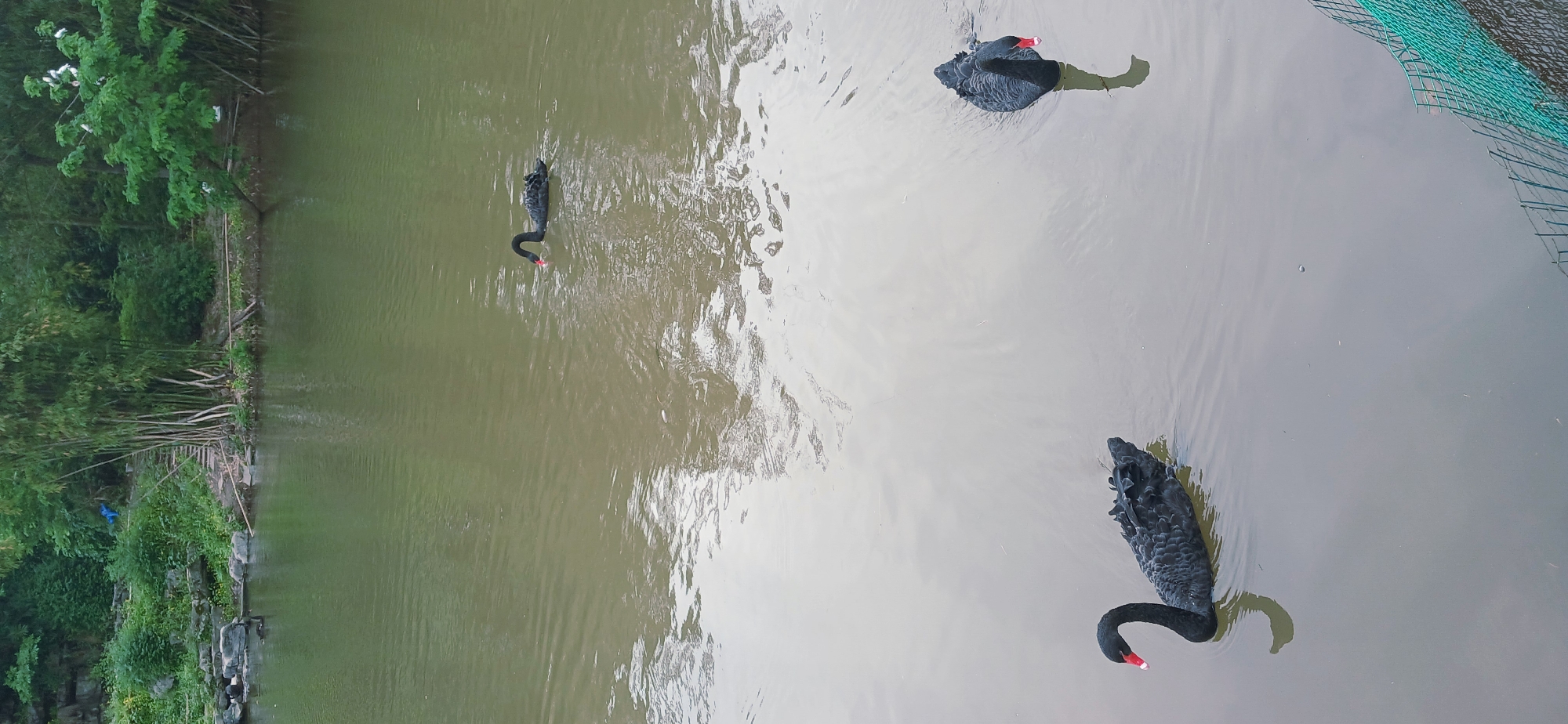 This image presents an elevated view of three black swans gracefully swimming in a body of water within a lush, green environment. The scene is set in what appears to be a natural or park-like area, identified as the Chongqing High-tech Zone, China.
The water surface shows ripples and reflections, varying in color from a greenish-brown near the bank to a lighter, somewhat greyish tone in the open areas. Three black swans are prominently featured, each with distinctive red and white markings on their beaks, contrasting sharply with their dark plumage. One swan is in the middle-left of the frame, with its head slightly lowered as if foraging or dipping its beak. Another swan is positioned in the upper-right, swimming calmly on the water's surface. The third swan is in the lower-right, also swimming with an elegant curve to its neck.
The left side of the water is flanked by a dense bank of vibrant green vegetation, including tall, slender bamboo plants and other leafy trees and bushes. Subtle white details can be discerned within the foliage in the upper-left, possibly small flowers or birds. On the right side of the frame, a segment of a green mesh net or fence is visible, partially submerged or extending over the water. The lighting suggests a natural, diffused daylight, possibly an overcast sky, as there are no strong shadows. The overall mood of the image is tranquil and serene, capturing a moment of wildlife in a cultivated natural setting. There is no visible text in the image.