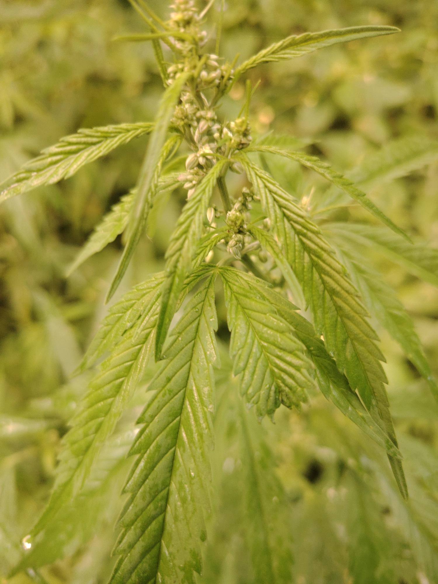 The image is a close-up, vertical shot of a cannabis plant. The plant is predominantly green with some light-colored buds visible at the top. The leaves are serrated and appear to be healthy. The background is a blur of green, suggesting more cannabis plants. There is no discernible urban environment or specific location within Kyiv, Ukraine visible in the image. The focus is solely on the plant's details.