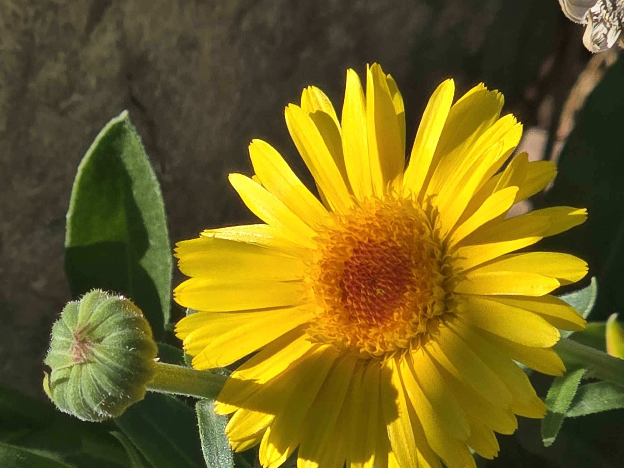 A close-up, vertical shot captures a vibrant yellow calendula flower in bloom, its petals radiating outwards from a textured orange center. To the left of the fully opened flower, a green bud with a fuzzy texture sits atop a slender stem, suggesting anticipation of another bloom. The flower and bud are set against a dark, textured background, possibly a stone wall or uneven surface. Sunlight illuminates the scene, casting soft shadows and highlighting the delicate details of the petals and bud. The environment appears to be outdoors, likely a garden or natural setting. There are no people or animals visible in the image. The image does not contain any specific landmarks or elements that would allow for definitive identification of its location within Podgorica, Montenegro.