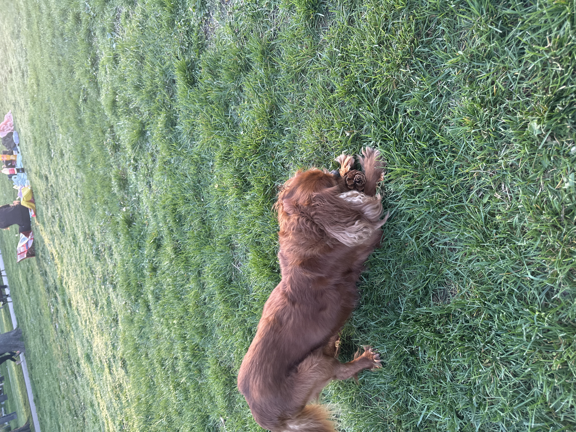 A medium-sized, brown dog is lying on its back in a grassy field. The dog appears to be playing with a pine cone. The dog is positioned in the middle-right of the image. In the background, on the left side of the image, there is a picnic blanket with various objects on it. There is a tree trunk visible on the bottom-left corner of the image. The location appears to be a park or grassy area within Sofia, Bulgaria. The grass appears to be well-maintained.