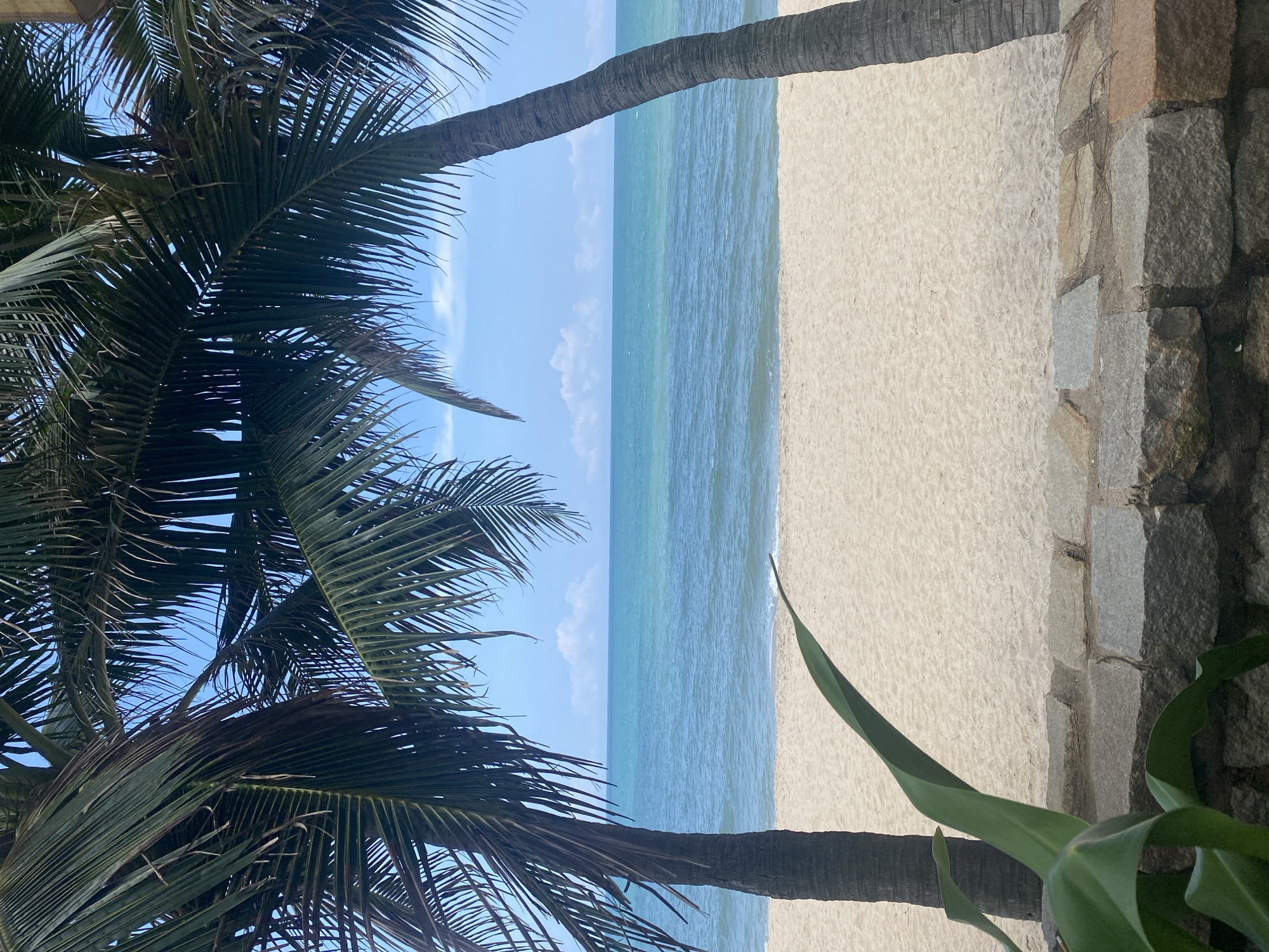 The image displays a serene beach scene located in Phu Thuy Ward, Vietnam. The view is framed by two dark-trunked palm trees, with their fronds extending into the upper corners and top-middle, partially obscuring a clear, light blue sky with scattered white cumulus clouds.
In the mid-ground, a calm ocean exhibits varying shades of turquoise and light blue, with a distinct horizon line. Gentle waves are visible breaking on the shore, producing minimal white foam. The foreground features a wide expanse of light-colored, fine-grained sand beach, which appears undisturbed.
A low stone wall, constructed from irregularly shaped, light grey to brownish-grey blocks, runs horizontally across the bottom of the frame. Some dried organic debris, possibly leaves or pine needles, rests on top of the wall. A broad, vibrant green leaf from a foreground plant extends diagonally upwards from the lower left, partially obscuring the sand and the stone wall. No people, animals, or artificial structures other than the wall are visible in the scene.