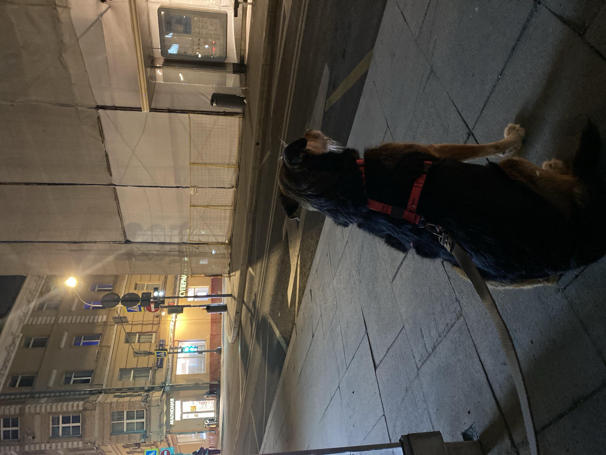 The image shows a dog on a leash standing on a paved city sidewalk at night. The dog has black and brown fur and is wearing a red harness. The sidewalk is made of large gray paving stones. Behind the dog is a street with buildings on either side. The buildings appear to be in Moscow, Russia, based on the Cyrillic lettering on signs that say "MATHOIIHЯ" and "СУПЕРМЯ". There is construction scaffolding on the building on the left. The streetlights and traffic signals are on.