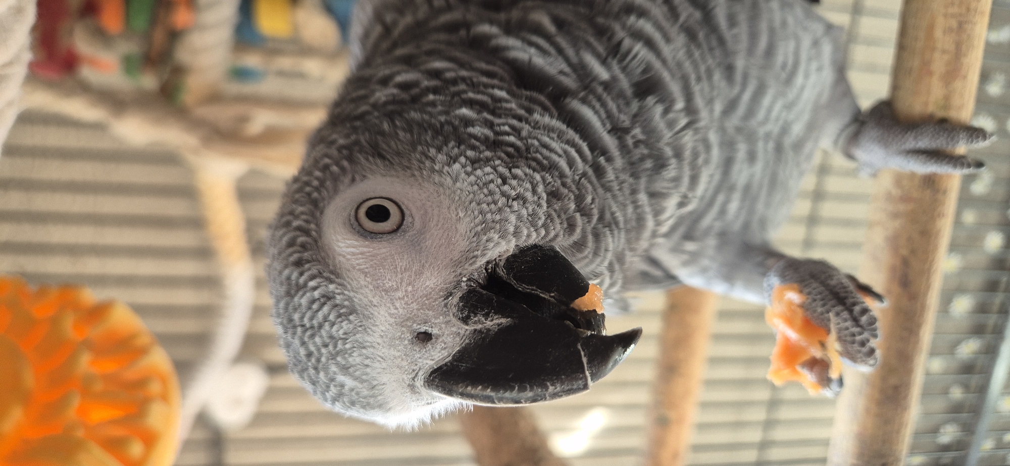 A close-up, low-angle shot captures an African Grey Parrot perched upside down or at an inverted angle within what appears to be a cage or aviary. The parrot dominates the frame, facing downwards towards the viewer. Its body is covered in textured grey feathers, while its facial area around the eye and beak is a lighter shade of grey. The bird's right eye is clearly visible, featuring a distinct dark pupil surrounded by a light grey or off-white iris. Its nostril is a small dark dot above its powerful, dark grey to black beak.
The parrot is engaged in eating, holding a small, irregularly shaped piece of orange food, possibly a fruit or vegetable, firmly in its beak. Another chunk of the same orange food is visible, clutched in the talons of its grey, scaled foot. The bird's other foot is wrapped around a natural wooden perch.
The background is softly blurred, revealing elements of its enclosure, including horizontal and vertical metal bars of a cage and additional wooden perches. In the bottom left, a bright orange, textured plastic toy is partially visible and out of focus. Other colorful, out-of-focus toys and perches can be seen in the deeper background. The image is sharply focused on the parrot's head and the food it is consuming. No text is visible in the image. The time of day and external weather are not discernible.