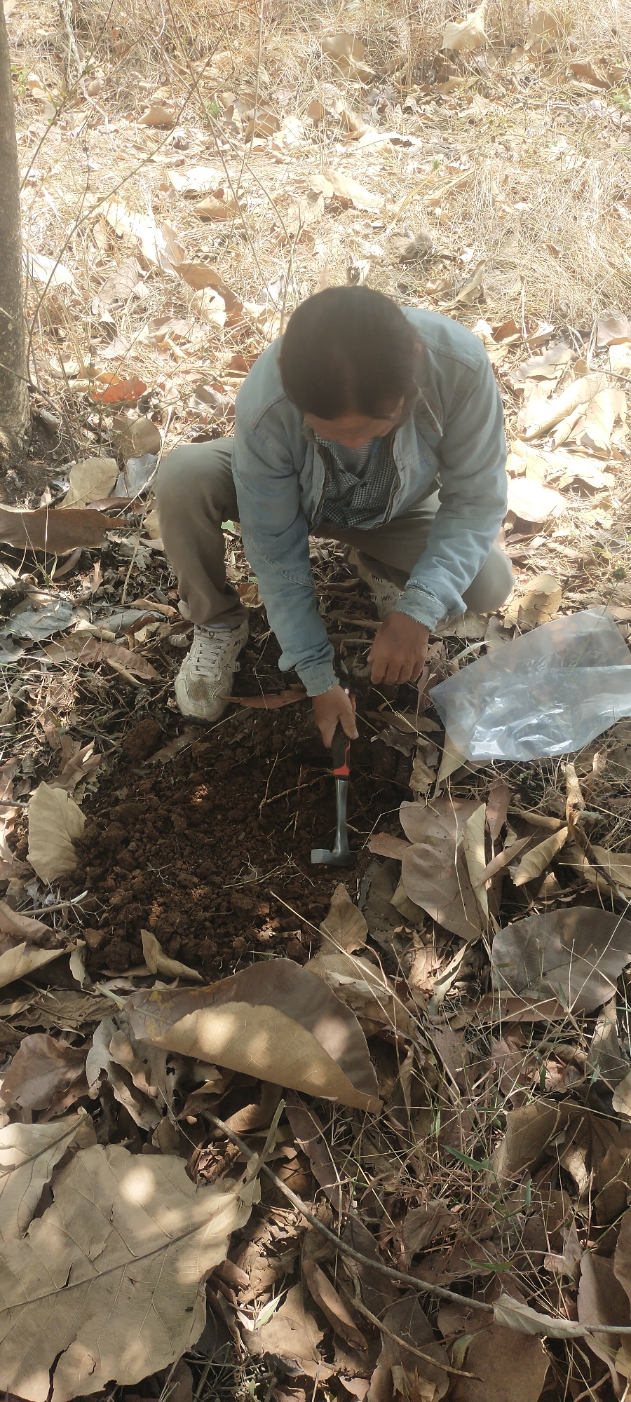 A person, viewed from above and slightly to the side, is kneeling in the dry, leaf-covered ground of what appears to be a wooded area. The person wears a light blue denim jacket over a plaid shirt and grey pants, with white sneakers. They are using a small hammer to dig into the dark soil, seemingly collecting a soil sample, as a clear plastic bag lies nearby. The surrounding environment is dry, with many fallen brown leaves and sparse vegetation. The overall impression is that of a field research activity.