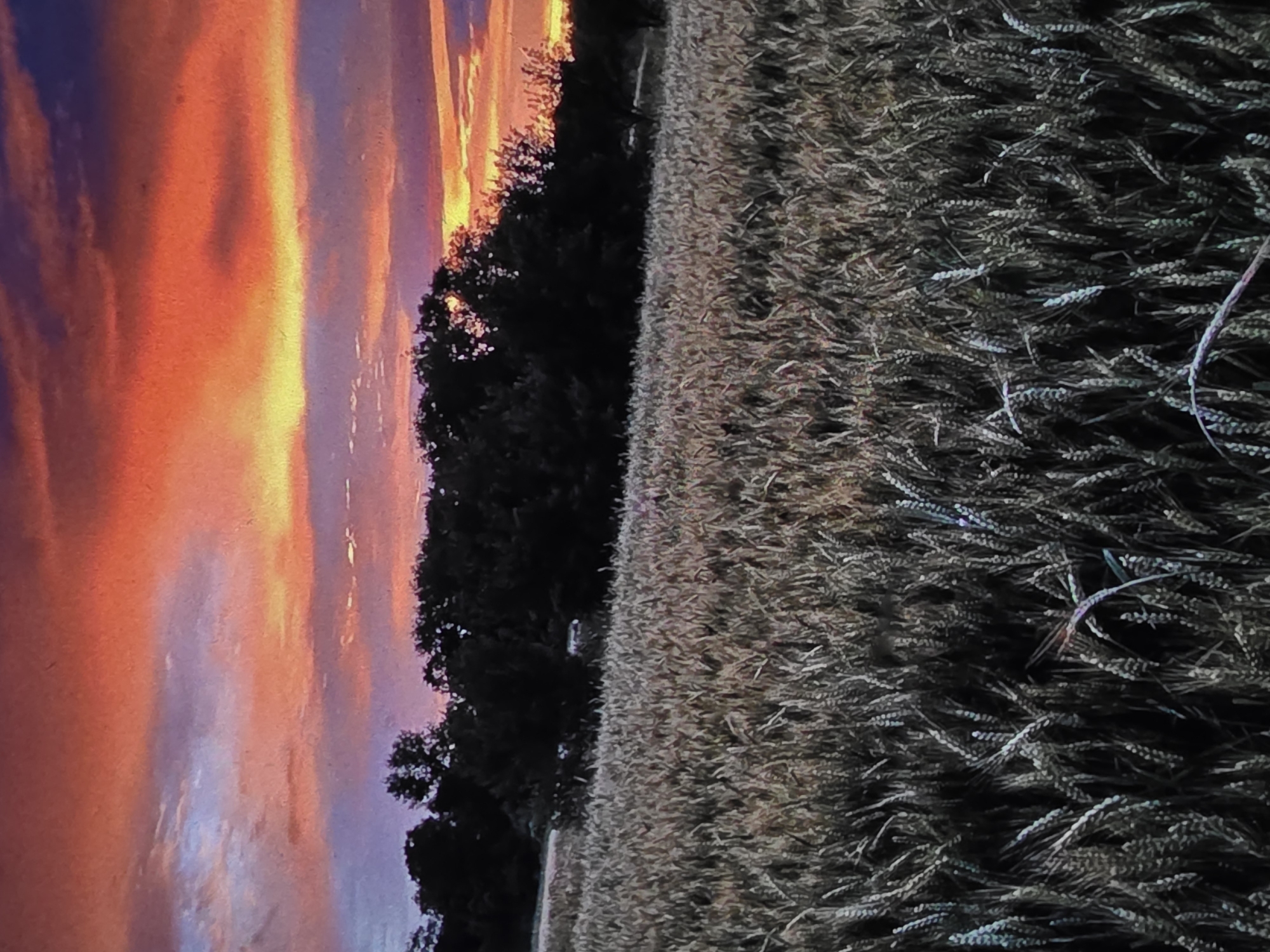 A rural scene unfolds under a vibrant sunset, featuring a field of ripe wheat in the foreground. The wheat stalks, a mixture of golden and brownish hues, dominate the lower portion of the image, stretching towards a distant treeline. Behind the wheat field, a dense, dark forest forms a stark contrast against the fiery sky. The sky itself is a dramatic canvas of color, with intense oranges and reds blending into softer purples and blues, indicative of a sunset or sunrise. Wispy clouds are scattered across the sky, catching the light and adding texture to the celestial display. The image appears to be a photograph, capturing the natural beauty of the landscape. There are no visible people, animals, or man-made structures apart from what may be a very small white object barely visible in the distant treeline. The location is identified as being in the city of Dubno, Ukraine.