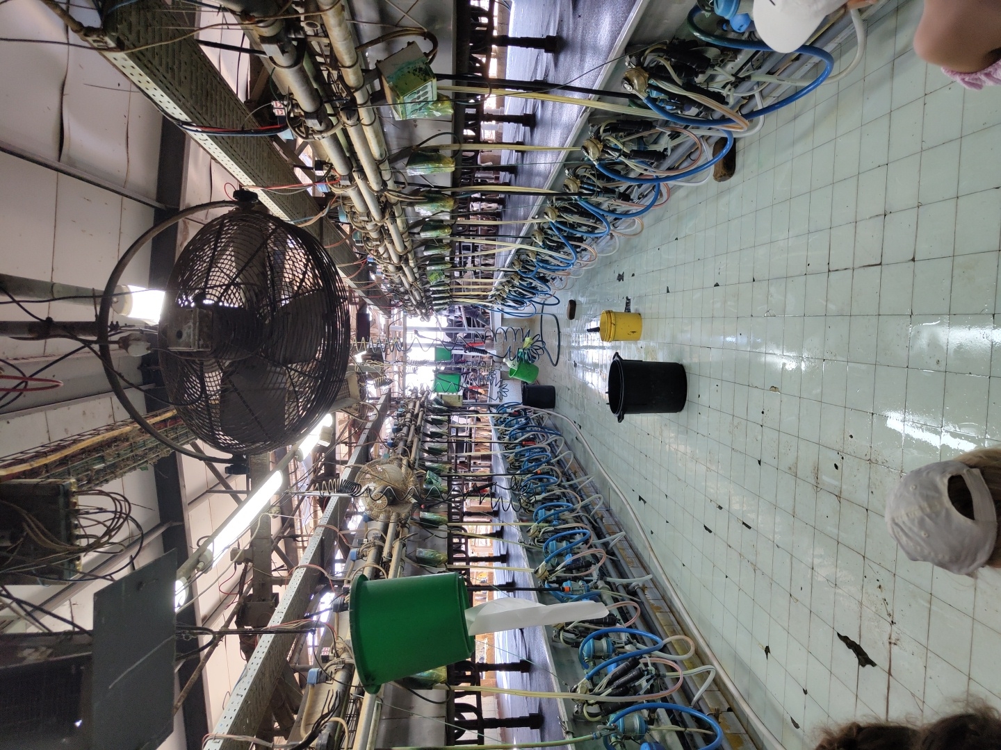 The image depicts the interior of a dairy farm's milking parlor. The scene is characterized by rows of milking equipment, including vacuum pumps, tubes, and clusters, mounted on stainless steel rails. The floor is tiled and appears wet and somewhat dirty, indicating recent activity or cleaning. Several buckets, one black and one yellow, are placed on the floor. A large industrial fan is suspended from the ceiling, likely for ventilation. In the foreground, the backs of two individuals wearing baseball caps are visible, suggesting they are observing or participating in the milking process. The overall environment appears functional and operational, typical of an agricultural setting. The location is specified as being in the city of Yoav Regional Council, Israel.